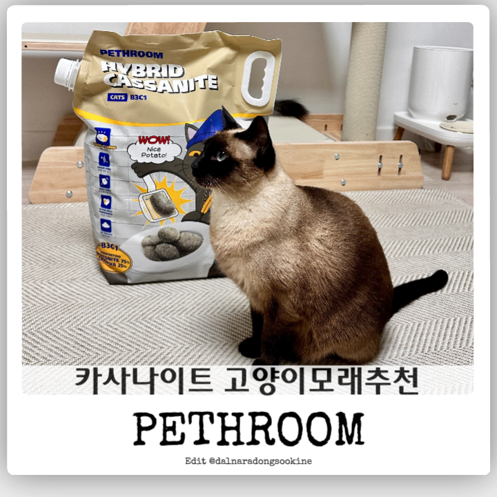 먼지적은 카사바 + 벤토나이트 고양이모래, 페스룸 카사나이트 블렌딩모래 추천