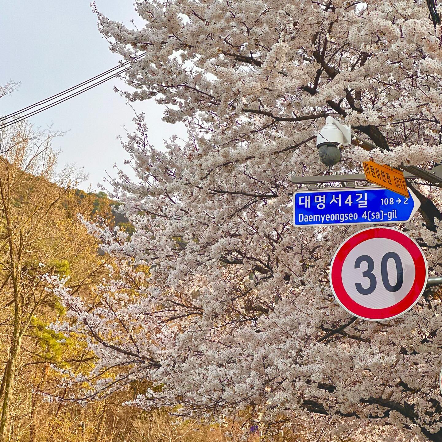 꽃놀이🌸+1
집앞이 앞산이라 좋은 봄날

#벚꽃 #앞산