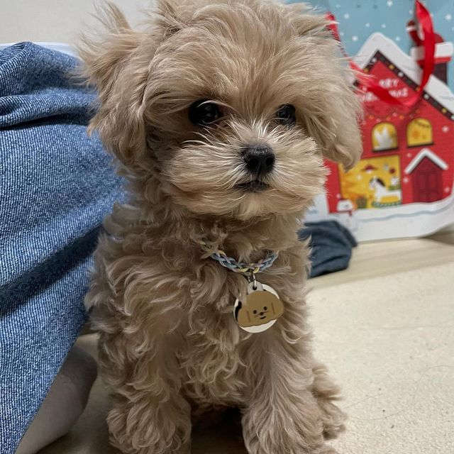 나는야 말티푸 테디🐻 on Instagram: "우리 테디 첫 인식표 귀여워서 벽 뿌심👊🤎🐻 아이디어스 #달밤피크닉 에서 구매한 우리 테디 첫 인식표! 이렇게 예쁘고 귀엽고 뽀짝하고 사랑스러운