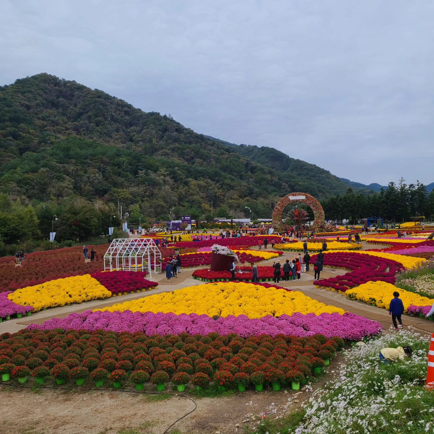 #인제에서꽃길만걷자 #인제가을꽃축제 #인제군문화재단