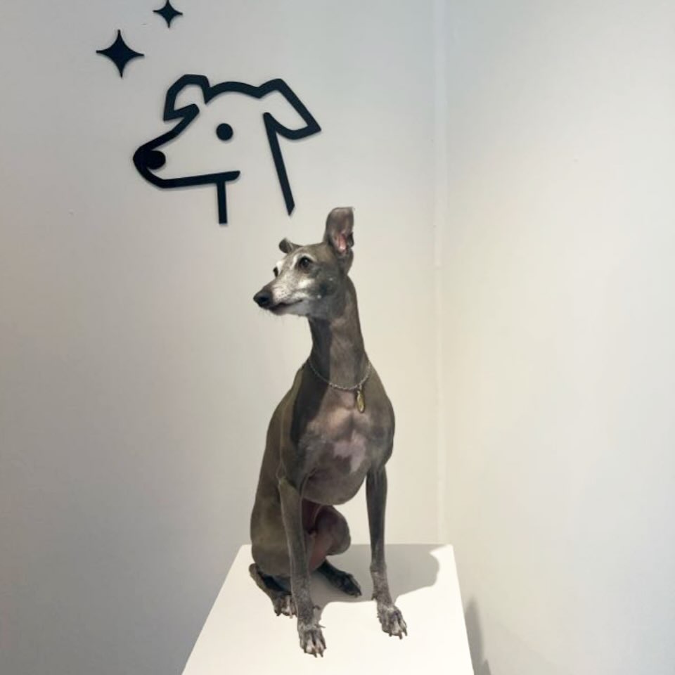 #협찬 #수원애견카페 
#오랑개 🐕

친구 따라 처음으로 가본 애견카페!
강쥐를 키우지는 않지만 좋아하는 나도
쏙 마음에 들었던 수원 인계동 애견동반카페🐶

실내,테라스 60평 + 루프탑 60평
넓은 야외잔디와 실내바닥이 미끄럽지 않아서
강쥐들이 넘 잘 뛰어놀고
냄새도 나지 않고 쾌적했다🐾

돌봄서비스와 정기놀이방 운영
가두지 않는 호텔링으로
24시간 선생님이 함께 상주하면서
실시간으로 사진이나 동영상도 보내주시고
세심하게 케어해주셔서 믿고 맡길 수 있는듯!

강쥐들 잘 노는 모습 보니
견주가 아닌 나도 되게 흐뭇했던
좋은 경험이었다 😊
.
.
.
#인계동애견카페 #인계동애견놀이방 #인계동애견호텔 #수원애견호텔 #수원오랑개 #오랑개유치원 #강아지그램 #애견호텔추천