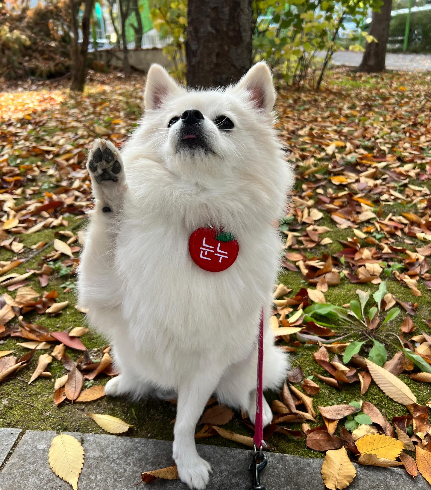 언제 이렇게 🍁🍂
낙엽이 우수수 떨어졌냐 멍?
더 떨어지기 전에 눈누도 찰칵📸 
지나가던 아저씨께서
 “어구~예쁘다~”했는데,
내가 화끈하게🔥짖어버렸개🤣
(엄마😰🤫)

#짖순이 #ㅋㅋㅋㅋㅋㅋㅋㅋ #가을기록 #단풍놀이🍁 #산책좋아 #폼피츠눈누 #폼피츠 #폼피츠그램 #강아지일상그램 #멍멍이그램🐶 #멍팔해요❤️ #댕팔멍팔 #댕팔환영🙋‍♀️ #멍팔맞팔