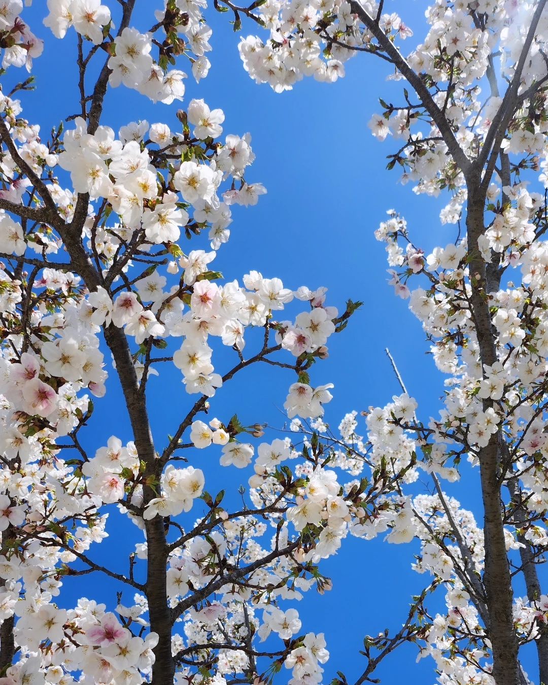 #🌸
#cherryblossom