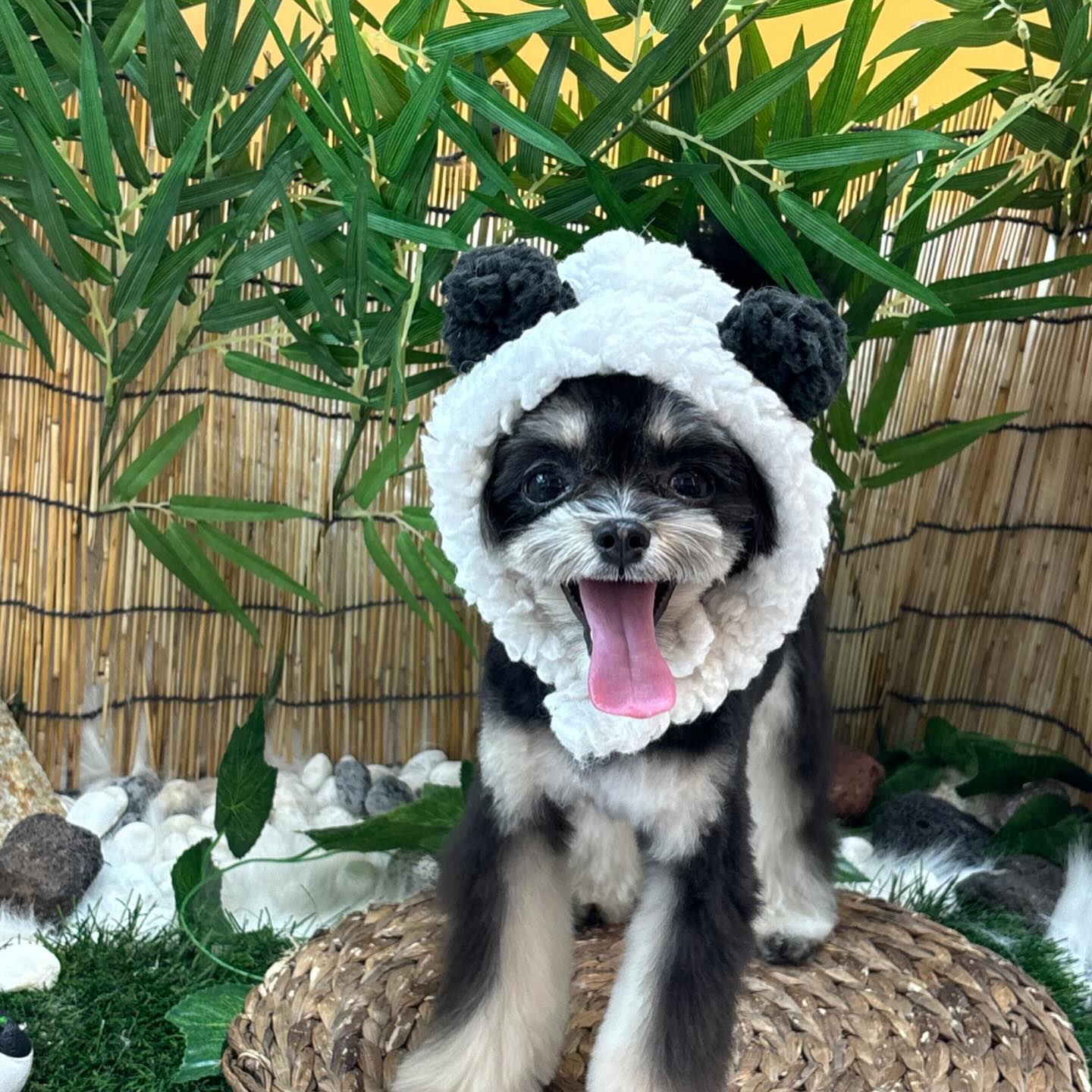 동바오 🐼
