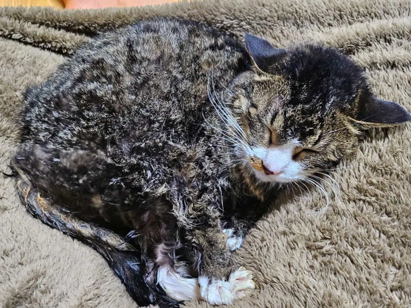 나는야 목욕도 잘하는 #고양이 🛀

물따위 무서워 하지 않는 #고영희 😎

드라이중에도 여유로운 #고먐미 🤟

목욕은 이렇게 하는거다냥😸

3대가 덕을 쌓아야 온다던 수속성!! 드라이중에도 그루밍하는거 실화야??😲
.
.
.
.
.
.
.
#수속성고양이란이런것 #못하는게모야 #고양인가휴먼인가 
#이런고양이는처음이야 #고양이와집사 #일상