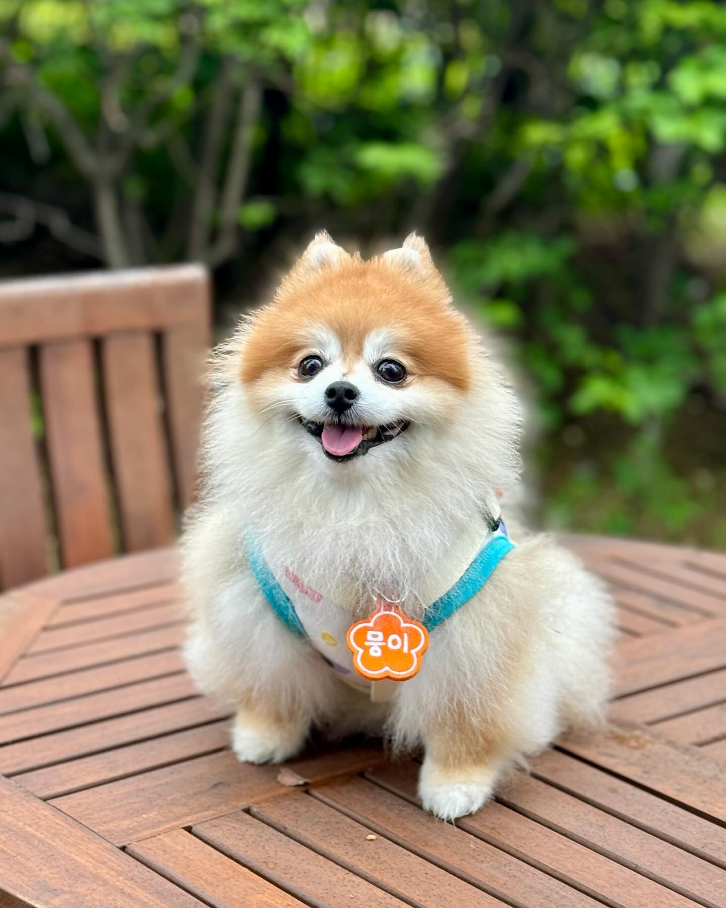 #제품제공 #뽀애나 

여기도 뭉이🧡 저기도 뭉이💚

사람 좋아 강아지는 멀리서부터 알아봐주는게 좋다구용🐾💕

꽃모양 네임택도 넘 예쁘구
네잎클로버가 콕 박힌 브로치 네임택도 넘 예뿌디 😍🍀

ᰔ 뽀애나 네임택 ᰔ
모양도 색상도 이모티콘도 캐릭터도 전부 다 넘 귀요운거 알쥐? 
(ദ്ദി •ᴗ•)💕

심지어 영어, 중국어, 일본어도 제작 가능하대!! 😮🤍

나는 할래 예쁜 뽀애나 네임택하고 행복할래💖
🌼 bbonwa_official 

#뽀애나네임택 #강아지네임택 #강아지이름표 #강아지인식표