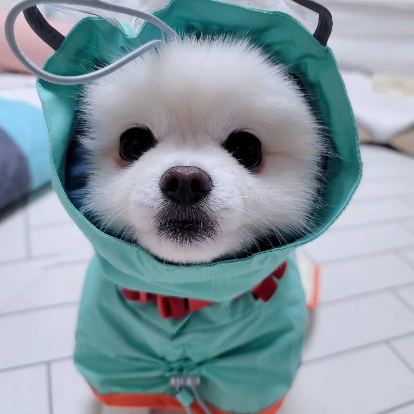 비온다고 했는데
왜그러케슬픈눈을 하고 나를 쫒아다니세요

#결국 #우중산책 #근데표정이왜그래
#애견모델 #방울이는방울방울해 #유튜브스타  #강아지유튜브 #방방해tv #포메 #뽀메 #화이트포메라니안 #포메스타그램 #방울이는방울방울해 #개시태그 
#멍팔 #멍팔맞팔 #댕팔맞팔 #견주맞팔 #견주 #반려견맞팔  #인스타독 #선팔하면맞팔 #puppy #pomeranian #instadog #강아지일상 #좋아요테러