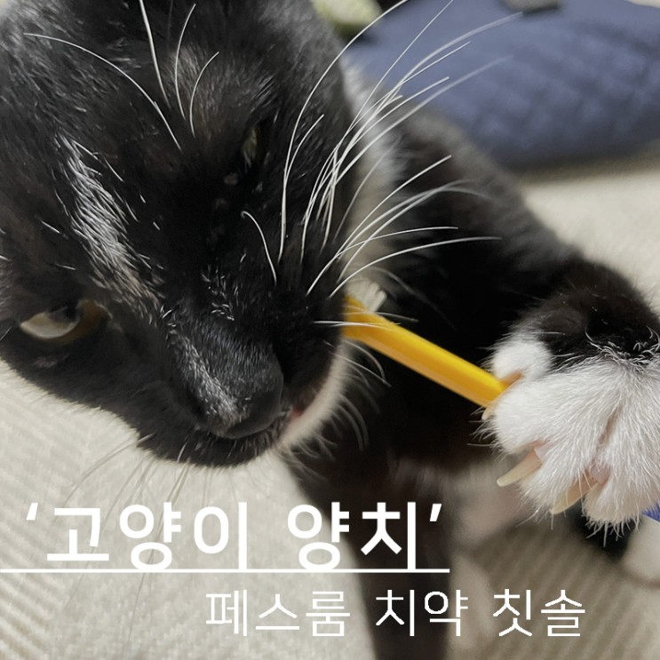 고양이 치약 칫솔 추천, 페스룸 (feat. 치석제거)