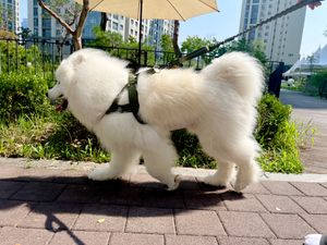 [아이펫스맘] 아이펫스맘 강아지 중,대형견 하네스