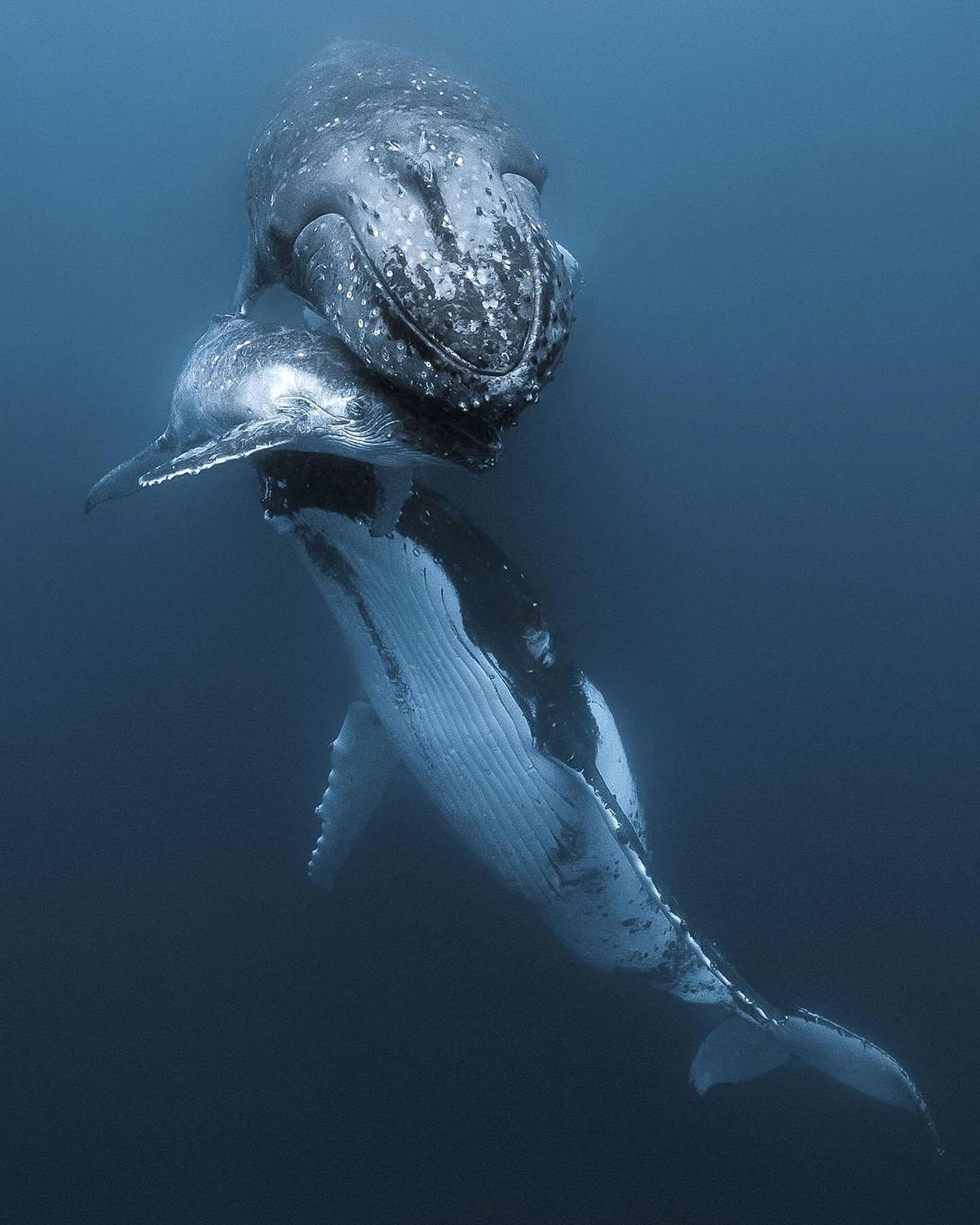If you like whales , we highly recommend you to follow whalesxorcas, is a page, dedicated to the best whales content on instagram. Follow them now WhalesxOrcas
-
Sincerely 💙🐋 Some extremely precious moments from pxlexplorer