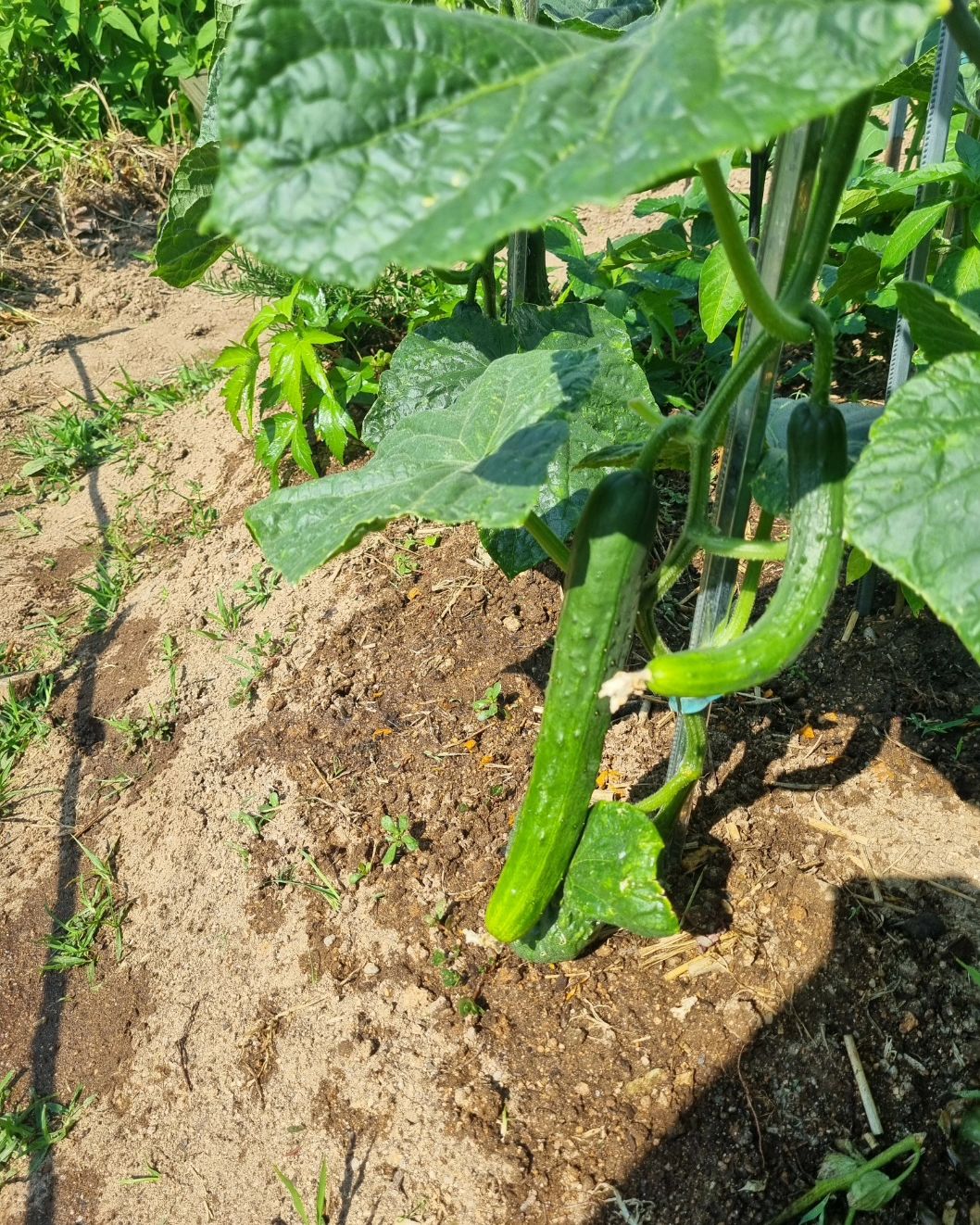 #밍스팜

오이가 주렁주렁
잘 자라고 있구나 :)
신기방기~

물 주시는 이웃분들
고마와요🥰

sg_30agro
#한국삼공 #전국텃밭자랑 #도시농부 #초보농부 #주말농장 #오이가주렁주렁 #오이키우기 #쑥쑥자라라