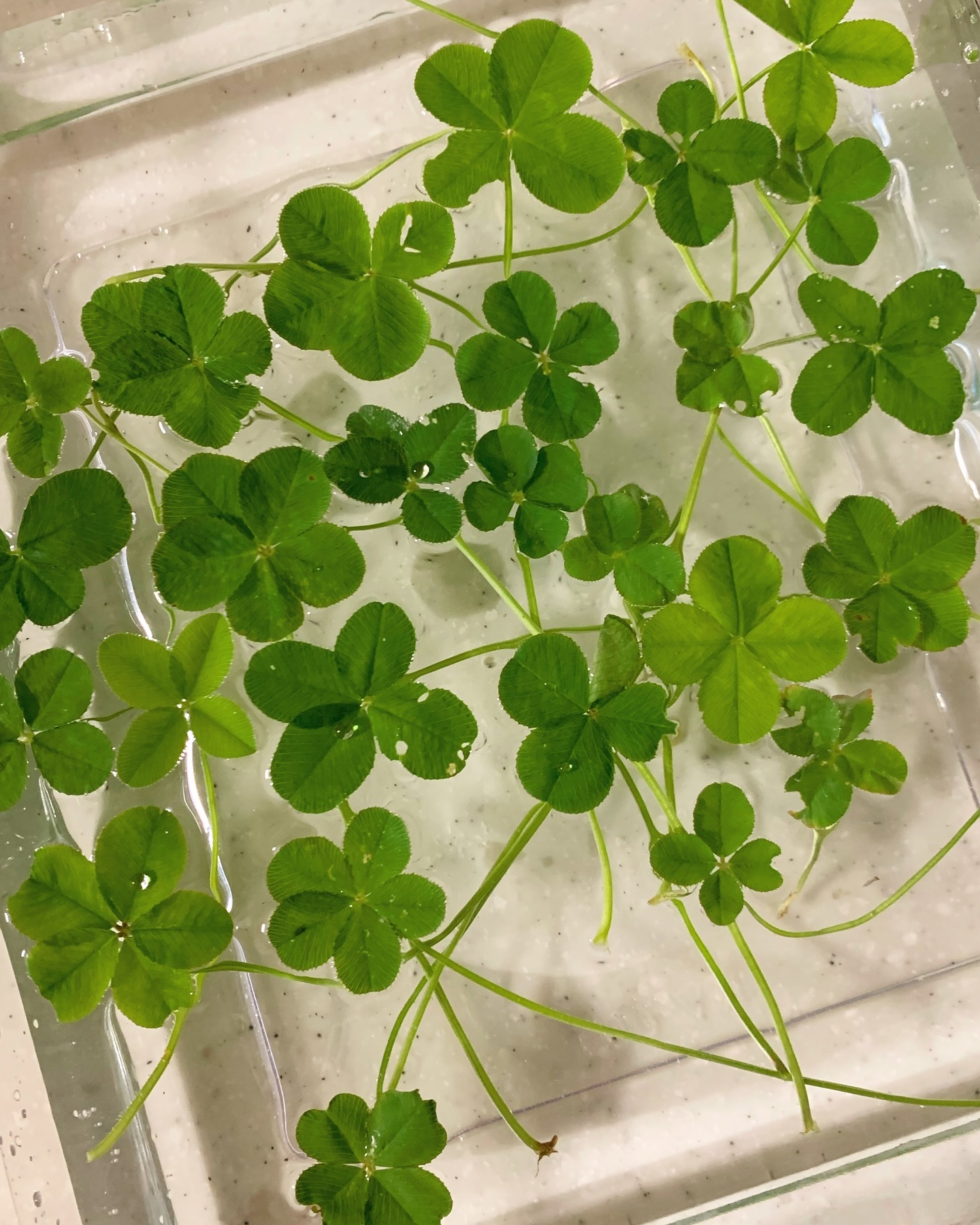 𝑻𝒐 𝒚𝒐𝒖🍀
엄마와 내가 찾아 낸 행운과 행복들
사진을 보는 세상 모두가 행복하길
#幸運 #幸せ #네잎클로버