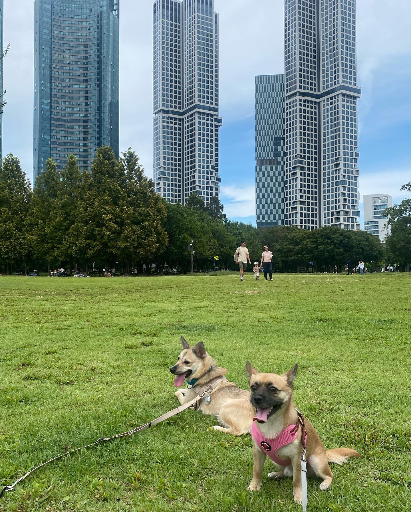 나름(?) 사이 좋은 녹두잔디와 🌲
그리고 양송이스프를 노리는 뒤통수🐶

#서울숲 #멍팔맞팔 #댕댕