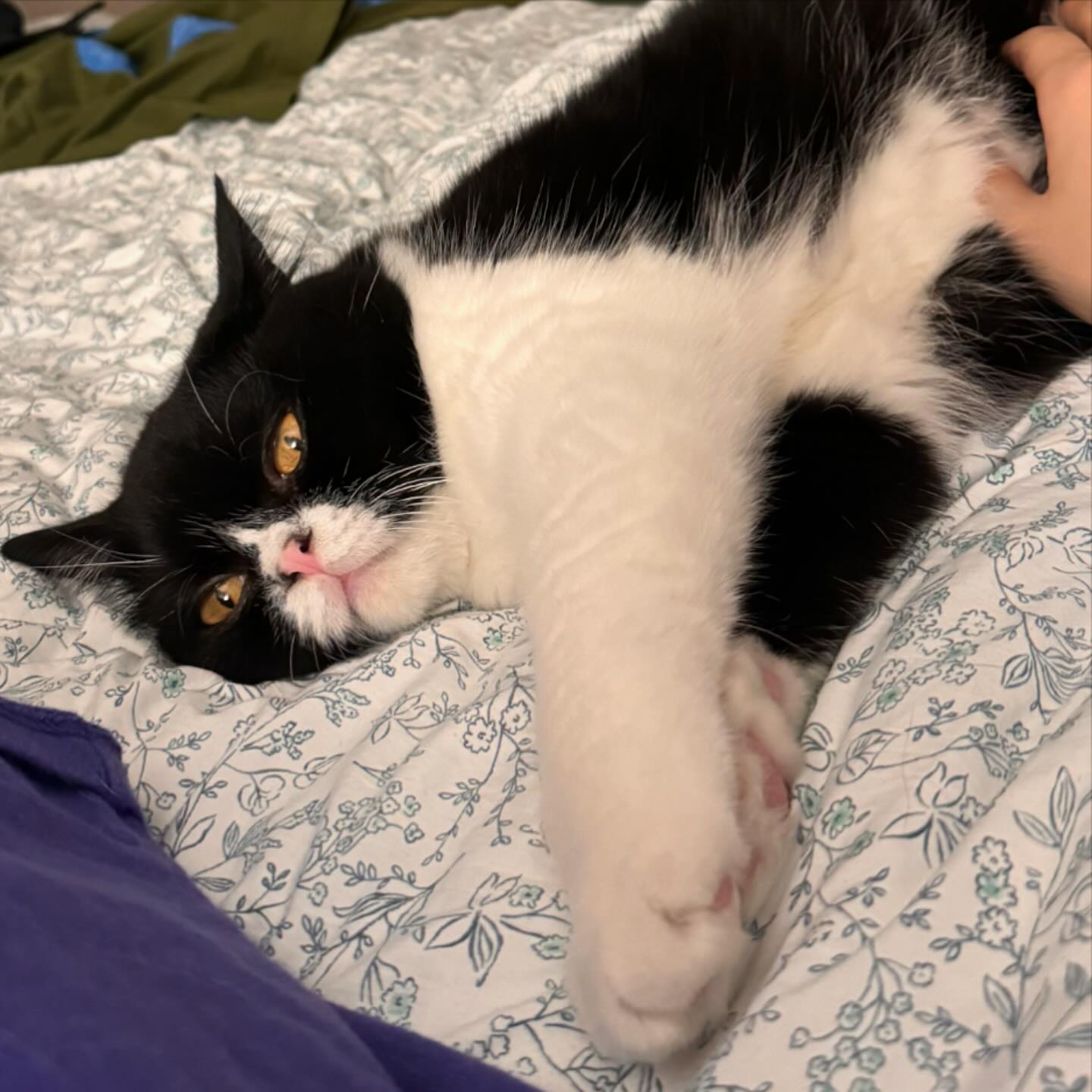 에어컨 밑에서 피서하라냥😻😸🫶🏻