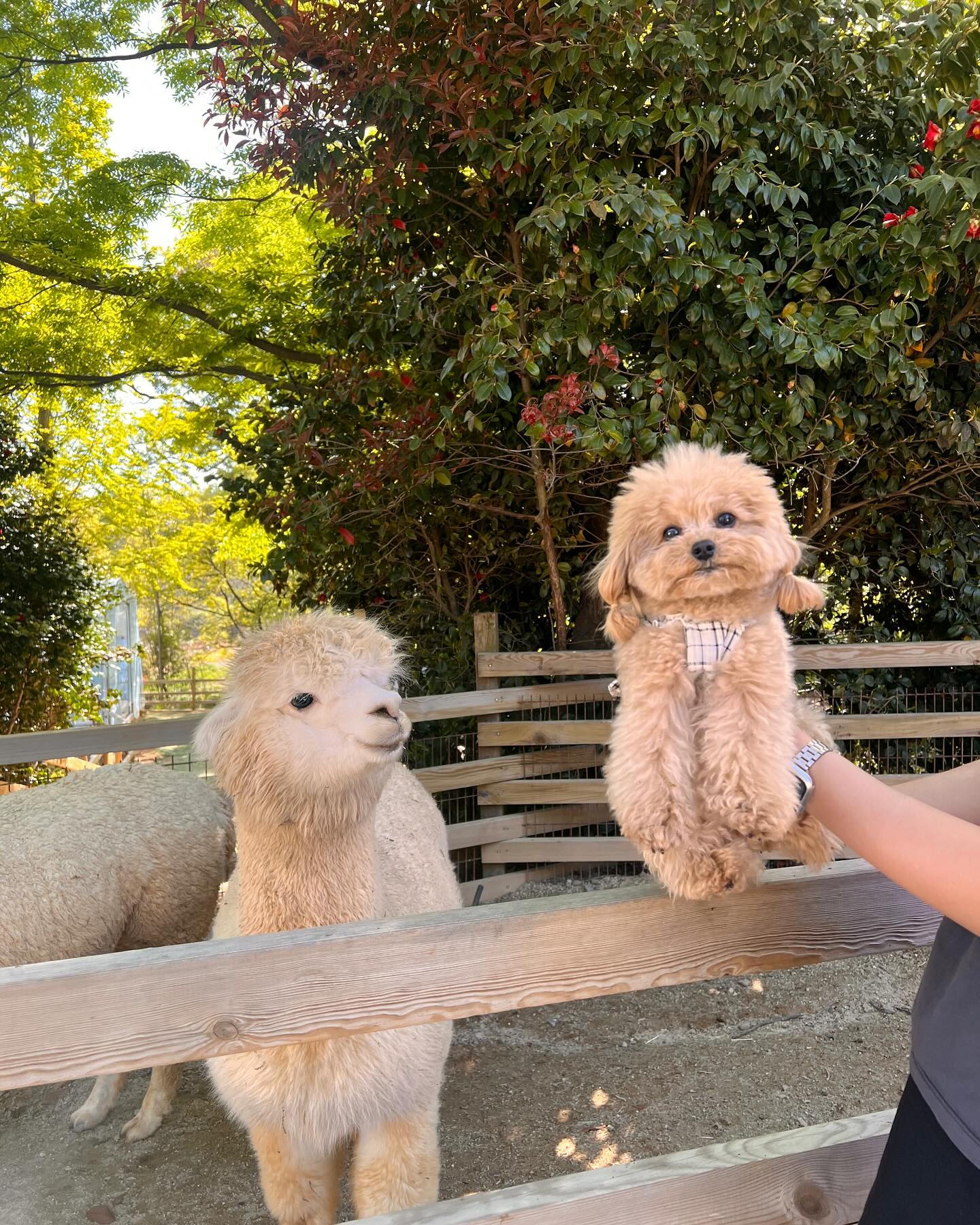 :
언제까지 이러고 있어야돼...? 🦙🦙🦙