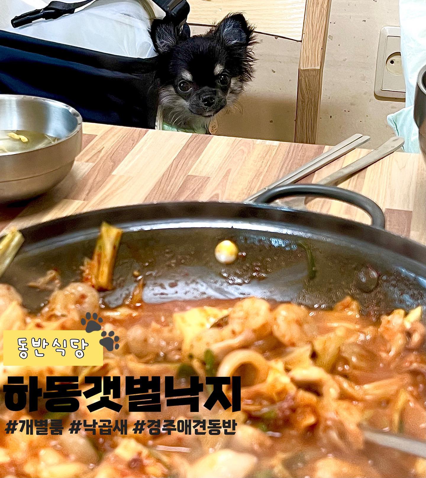 경주 애견동반 낙곱새 맛집🐶

개별룸에서 우리 아이와 편하게 식사 가능〰️
낙곱새 맛집인데 만두도 맛있음 ..🫶🏻

매너벨트 착용하면 룸 안에 자유롭게 내려둬도 되고
매너벨트는 가게에서도 판매중❕
저흰 챙겨갔어용😁

낙곱새 말고도 불낙, 낙곱, 낙돈 등 다양한 메뉴에 주문은 2인부터 가능✨

시원한 콩나물국이랑, 콩나물, 무채, 계란찜, 김치 등 7가지가 넘는 밑반찬이 세팅되고 다른 애견동반 식당보다 가격도 저렴해서
부담 없이 먹을 수 있었고
양 많아요 ,, 양 정말 많아서 배터지게 먹고 올 수 있답니다🫢🫢

📍경상북도 경주시 보불로 164-6 하동갯벌낙지
⏰ 매일 10:00 - 21:00 | 라스트 오더 20:00
🚘가게 앞 넓은 주차장 있음 | 주차 가능 O
🐕애견 동반 가능 O
👩🏼‍❤️‍👨🏼2인분 이상 주문