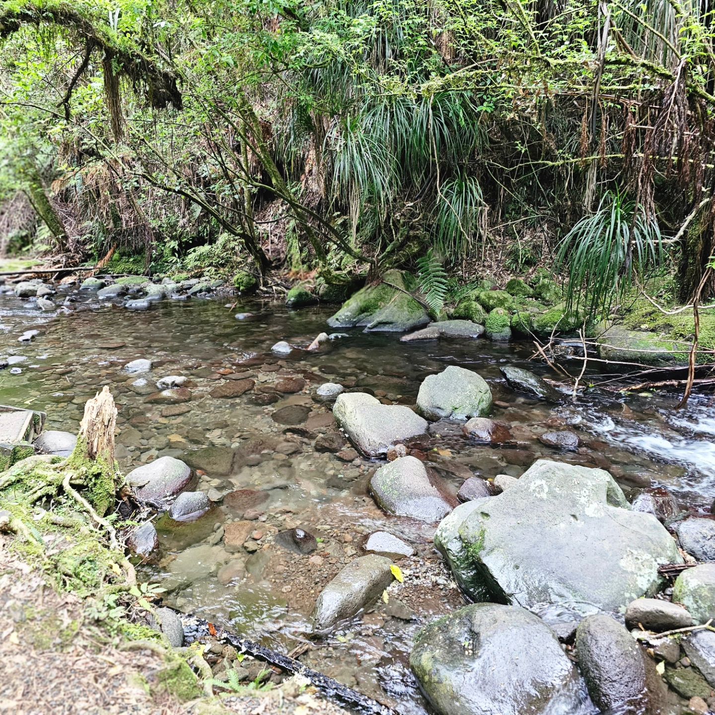 피롱이아 산행 오늘도 즐거운 하루...:)