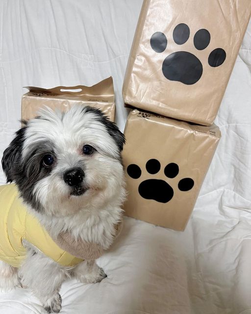 팬돌이 코르🐶 on Instagram: "#협찬 Auctus 애견패드 후기🐾 보통 배변패드는 두꺼워서 보관하기힘들고 버릴 때도 부피 차지가 큰데, 이 제품은 흡수를 한 후에도 얇아서 편했다!🤗 반려동물이