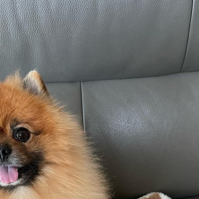 O__xzzi (23) on Instagram: "#광고 로얄펫라이프 오늘의 간식은 원물 위주로 만들어진 건강한 간식이구 국제표준규격을 준수하는 공정으로 안심하고 급여할 수 있는 간식이에요♥️ ⠀ 치킨믹스
