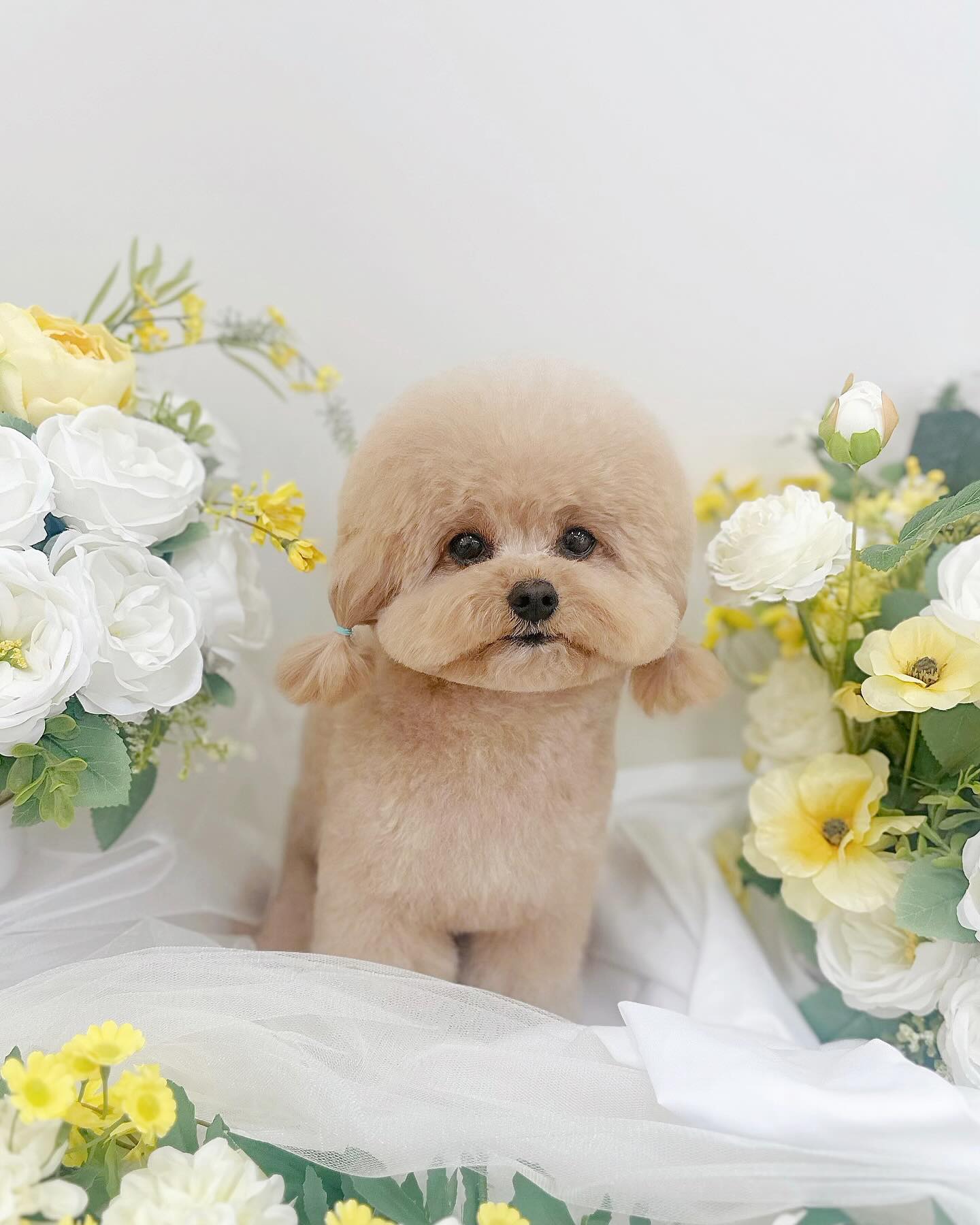 :
사진이 실물을 못담아요,,🥹
귀 관리 잘 해서 땋아보자구용~~~!

shopsedei