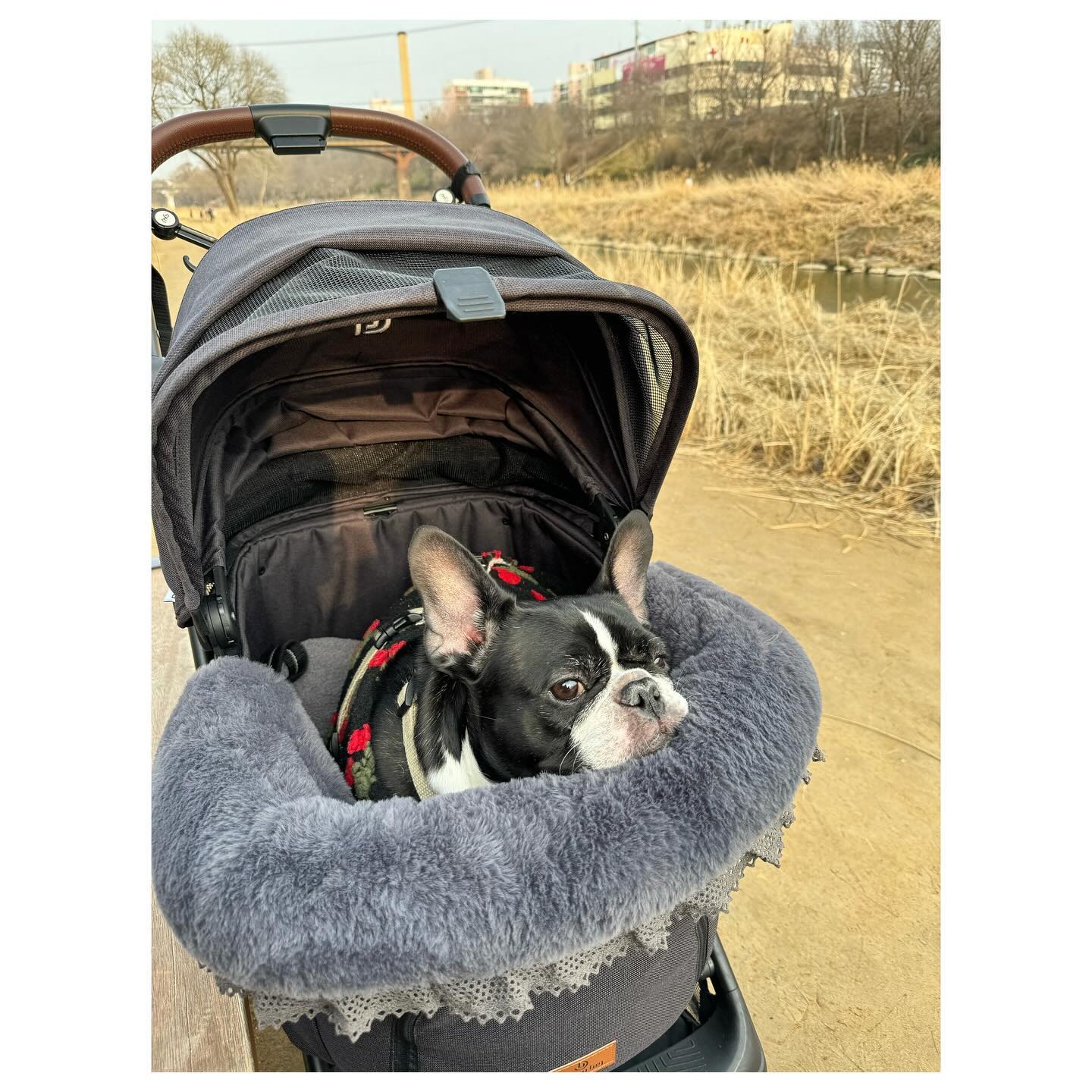 ⠀
오랜만에 생존신고💕
나의베프에게 신상변화🥺
엄니아부지의 이주??!!😩
뭔가 주변 어수선🤯
올해는 유독 꾸준히 아픈듯🤕
이번엔 손목인대통증으로 3주째 고생😢
너무 아프다보니 삶의질이 완전⬇️
지금도 병원진료 기다리는중😓
오른손목이라 운전도 글씨도 식사도 
다 불편😭
이럴일이야??!
당분간 골프도 빠이👋🏻
제발 빨리나았으면😩
.
.
#댕댕이그램 #레오도함께🐶 #생존신고 #산책스타그램 #아프다그램 #살려줘😱#삶의질저하 #슬프다😭 #손목인대손상 #손목인대염증 #우울해 #먹고살겠다고  #그래도먹방 #서초동맛집 #장꼬방 #먹스타그램 #일상기록📷 #소통