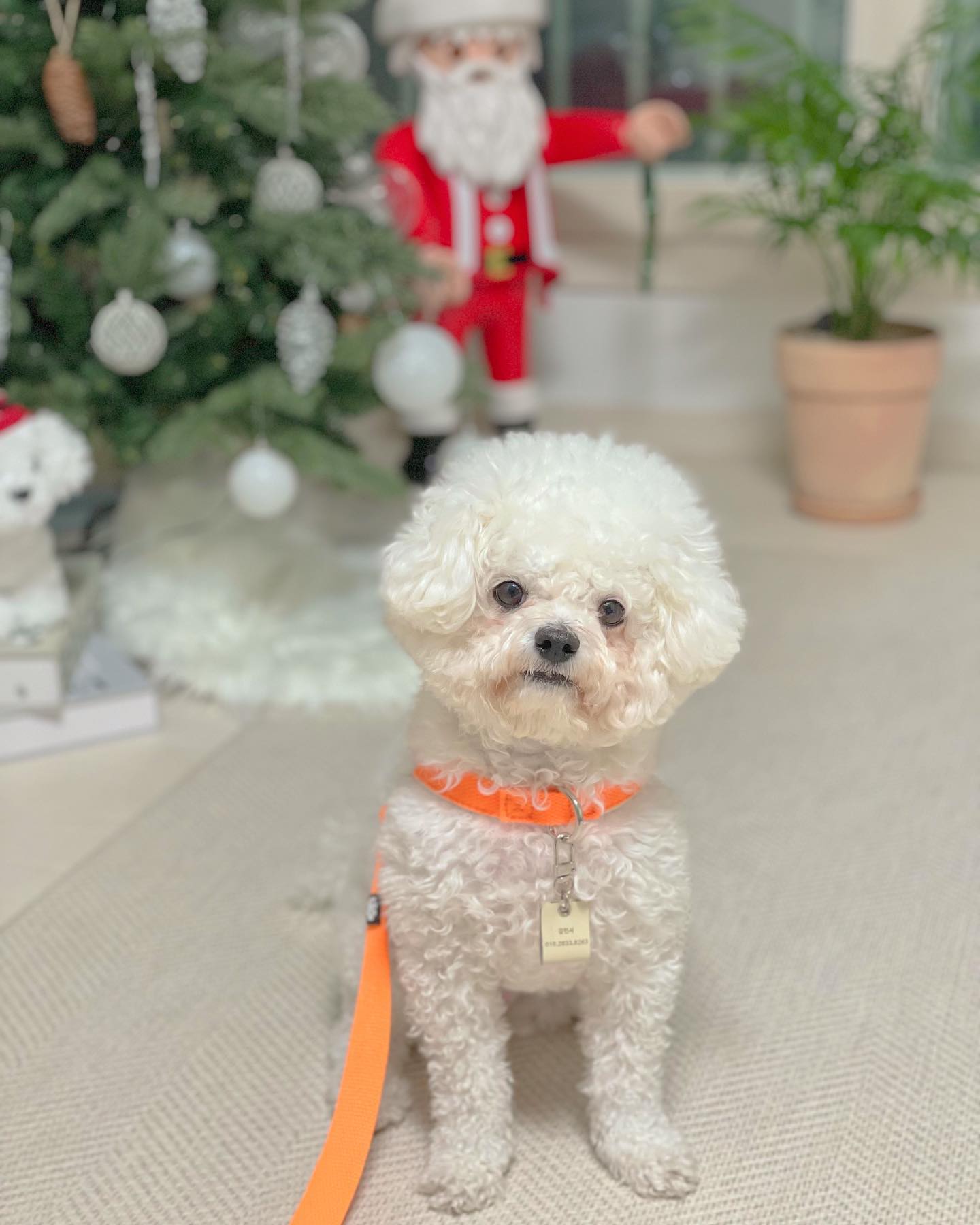 #협찬 
다롱이의 행복한 산책을 위한 
새로운 아이템 소개해요🫶🏻🐶
#멍템 팔레트 하네스

다롱이는 산책을 정말 좋아하는데요
발 만지는 건 또 엄청 싫어해요
그래서 옷이나 하네스를 입힐 때마다 고생했어요
하지만, 멍템 팔레트 하네스는 달라요! 
발에 손 대지 않고, 머리 쏙 넣고! 버클 착! 하면 
3초만에 입힐 수 있어요🤭🤍

네온 오렌지 색상을 착용했는데, 
진짜 쨍한 컬러라 너무 예뻐요 
게다가 10가지 다양한 컬러 팔레트로 
다양한 선택이 가능해요

🐶 멍템으로 안전하고 
스타일리시한 산책을 즐겨보세요! 🐾✨
.
.
.
#멍템팔레트하네스 #멍템하네스 #멍템 #강아지산책 #강아지하네스 #강아지하네스추천 #강아지목줄 #강아지리드줄 #반려견용품 #강아지용품