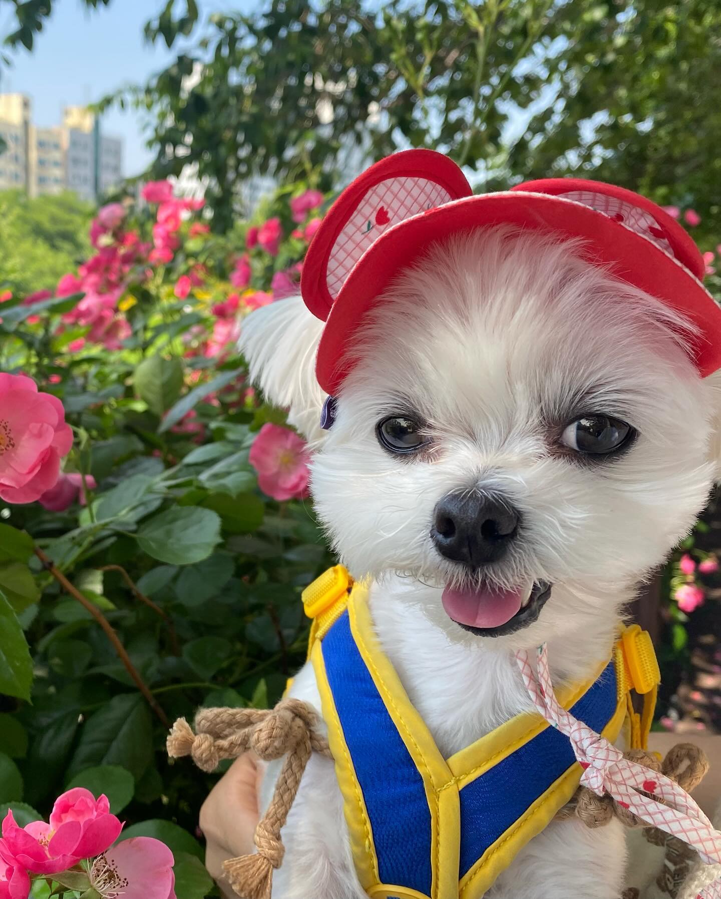 너무 이쁜 장미꽃구경🌷
벌써 여름인가..!!☀️ 헉헉 너무 덥네🥵