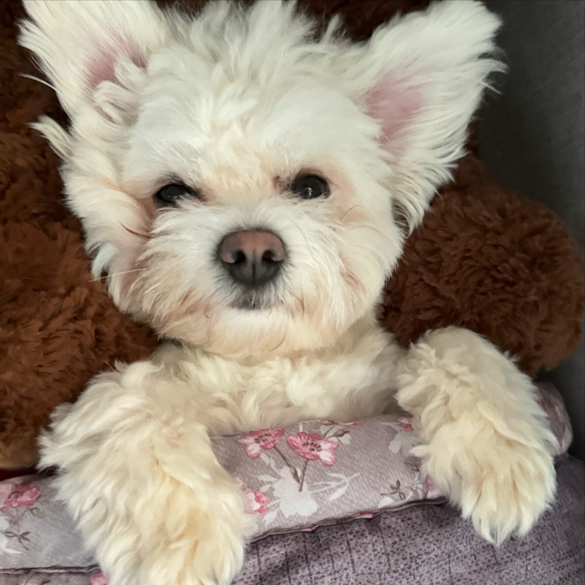 🐶편안