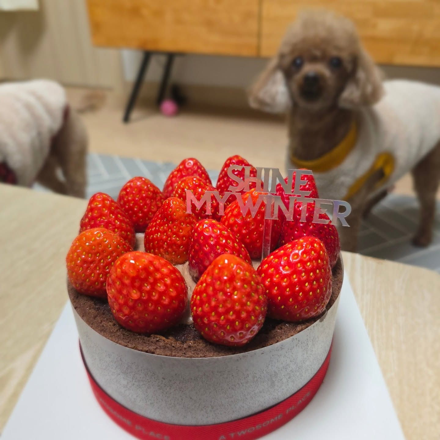 나는 스초생
너네는 도도 생일기념 북어고구마케이크