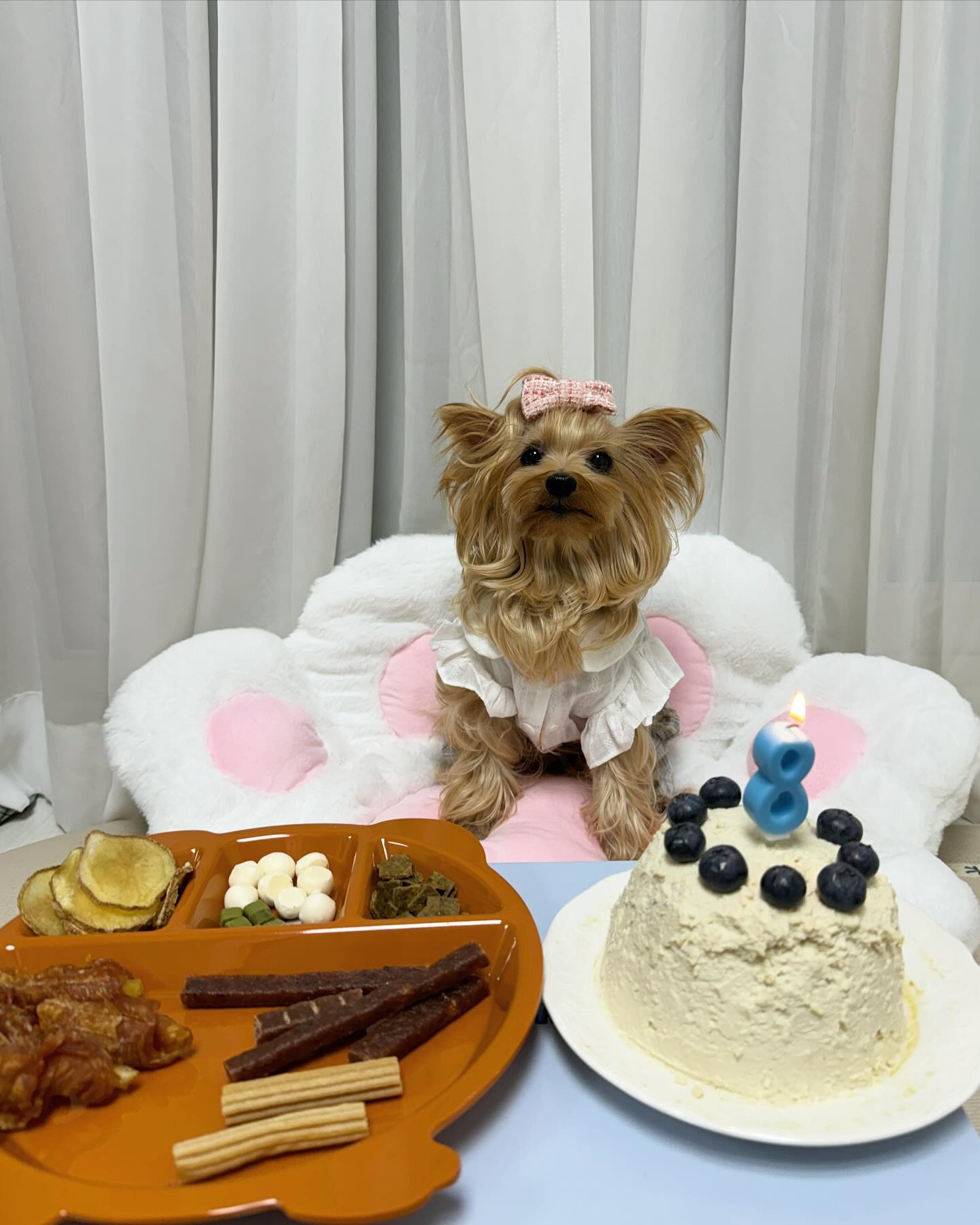 오늘은 나로의 8살 생일이였어요❤️
처음으로 친구들과 보낸 생일!🎉🥳🎊
몇번 봤던 친구들이라 사이 좋게 있었어요!!
누나가 직접 만든 닭고기 100% 케이크도 사이 좋게 나눠 먹었어요!
너무 즐겁게 누나들이랑 형아랑 보낸 생일이였습니당!
나로야 태어나줘서 너무 고맙고 우리 나로가 누나 곁에 온 건 행운이야🥰
누나가 계속 지켜줄께!!! 계속 해맑고 밝게 지내자❤️
.
.
❤️Happy Birthday❤️
.
.
#요크셔 #요크셔테리어 #요키 #반려견 #반려견생일 #생일 #생일파티 #반려견케이크 #수제케이크 #반려견생일파티 #반려견생일상 #happybirthday #birthday #yorkie #yorkshire #yorkshireterrier #yorkielove #birthdayboy