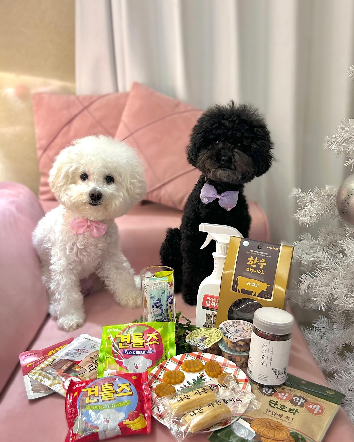 #협찬 

반려견과 함께 쇼핑이 가능한 #펫마트수성점 🐶🛒
모찌랑 치즈 간식을 사기 위해 펫마트를 방문했는데
주차장이 넓고 매장도 넓은 공간에 다양한 물품들이 많았어요 ! 신상품도 다양하고, 매월 할인 이벤트를 진행한다는 점~ 너무 마음에 들어 ❤️‍🔥
반려인도 반려견도 만족하는 매장 !
처음 반려동물을 키우시는 분들도 준비 잘 할 수 있을 것 같아요 🫶🏻
구매금액별 사은품도 증정해주시고
반려용품은  #펫마트수성점 추천추천 ❣️

📍펫마트수성점
대구 수성구 들안로 3 (상동) 

#광고 #AD #강아지사료 #강아지간식 #펫마트 #대구펫마트 #수성구펫마트 #대구애견용품 #대구애완동물 #상동펫마트 #상동애견용품 #수성펫마트 #강아지 #반려견 #좋아요