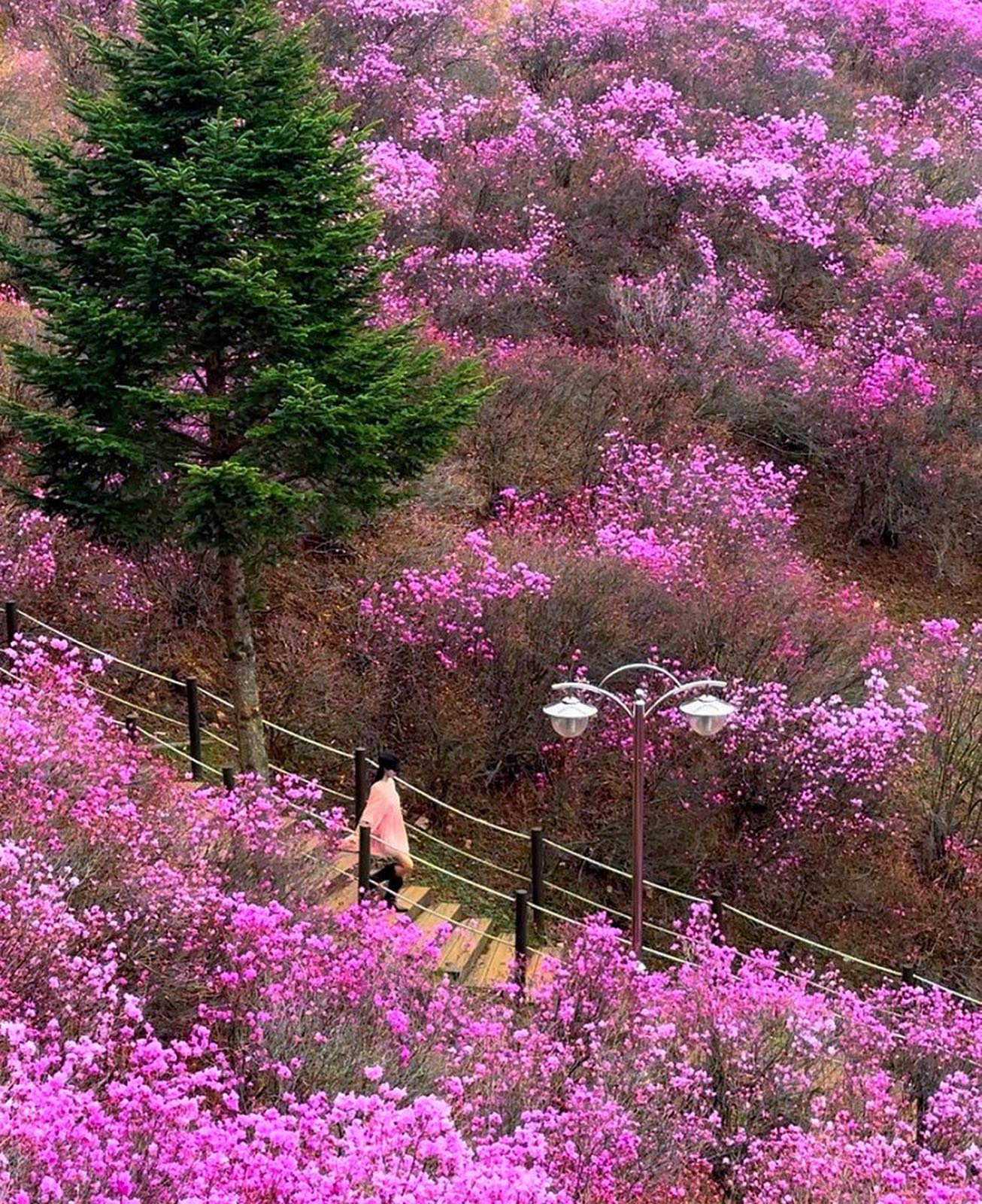 (3.29 방문)부천 진달래 동산🌸💖

축제는 이틀밖에 안해서 아쉽지만
아름다운 진달래 꽃은 이제부터 시작!
15만 그루의 진달래가 만발한 광경과
함께 곧 벚꽃까지 피면 대박일듯🌸💖
서울근교 부천에 위치해있는
도당산 진달래동산으로 봄 나들이
계획 하시는거 어떨까요?🩷💜🥰

📍부천 원미산 진달래축제
📍경기 부천시 원미구 춘의동 산21-1

자세한 축제일정과 곳곳에 숨겨진
포토스팟은 릴스 영상에 올려두었어요!

저장해두시고 진달래꽃 보러 갈 
친구, 연인에게 댓글&공유해주세요🫶🏻

mye_travlog
mye_travlog
mye_travlog
팔로우 하시고 여행정보 블로그
다양한 꿀팁 먼저 받아보세요🩷
ㅡㅡㅡㅡㅡㅡㅡㅡㅡㅡㅡㅡㅡㅡㅡ
#서울근교데이트 #원미산진달래축제
#부천여행 #부천데이트 #부천핫플