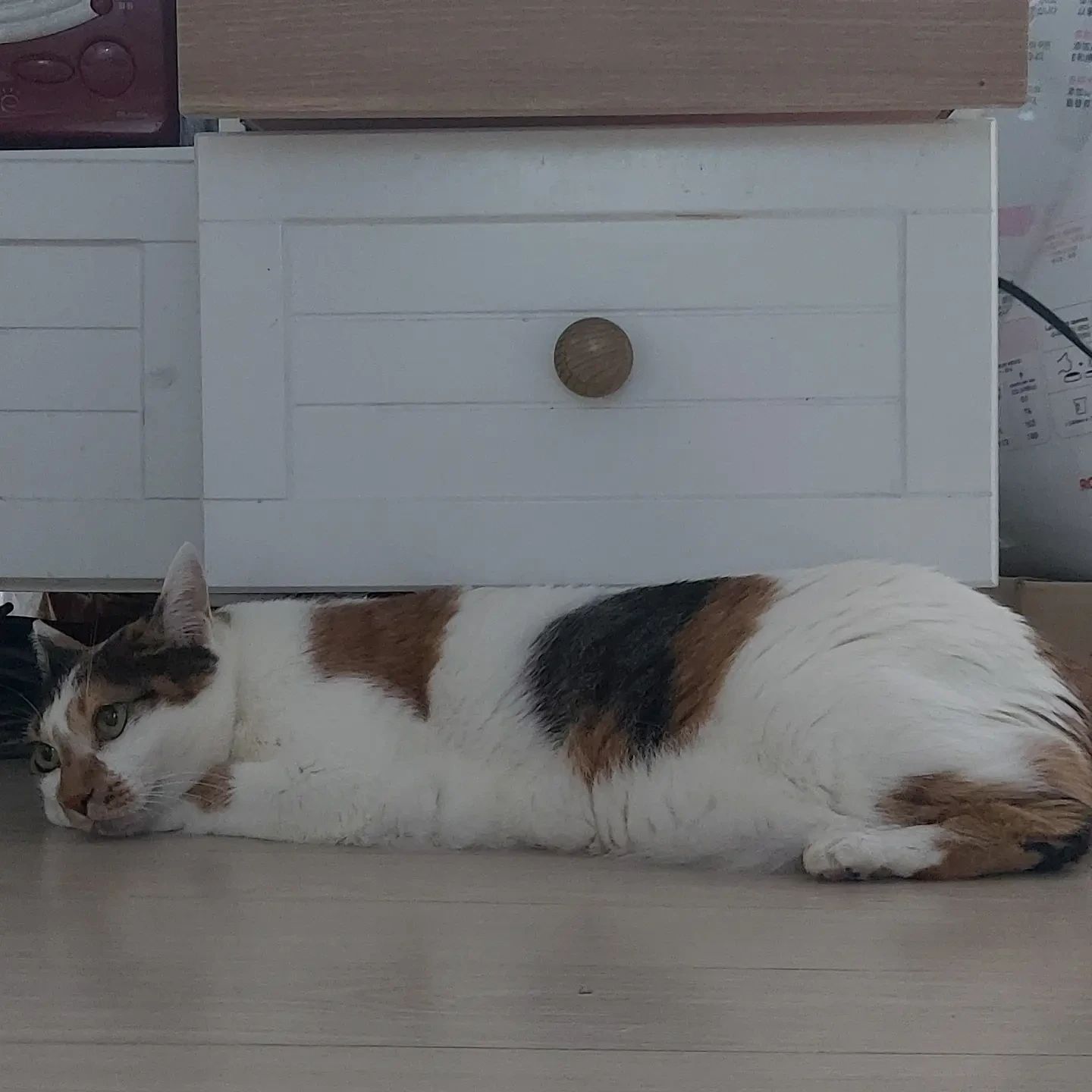 #집사맞팔환영🙌 #지루한기다림 #고독한고양이