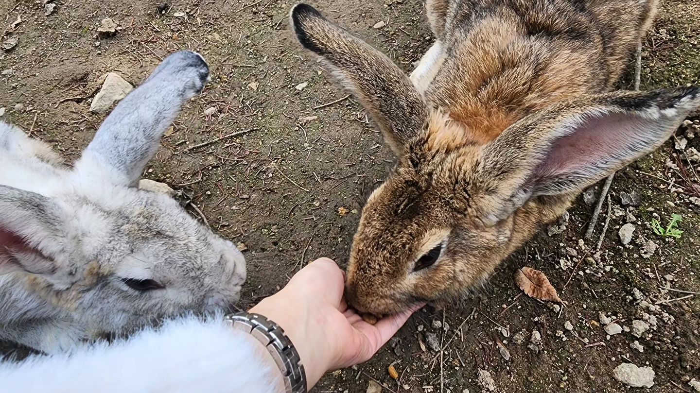 #경주 #국민힐링파크 #동물체험농장 

토끼 밥주기 무제한😃😃