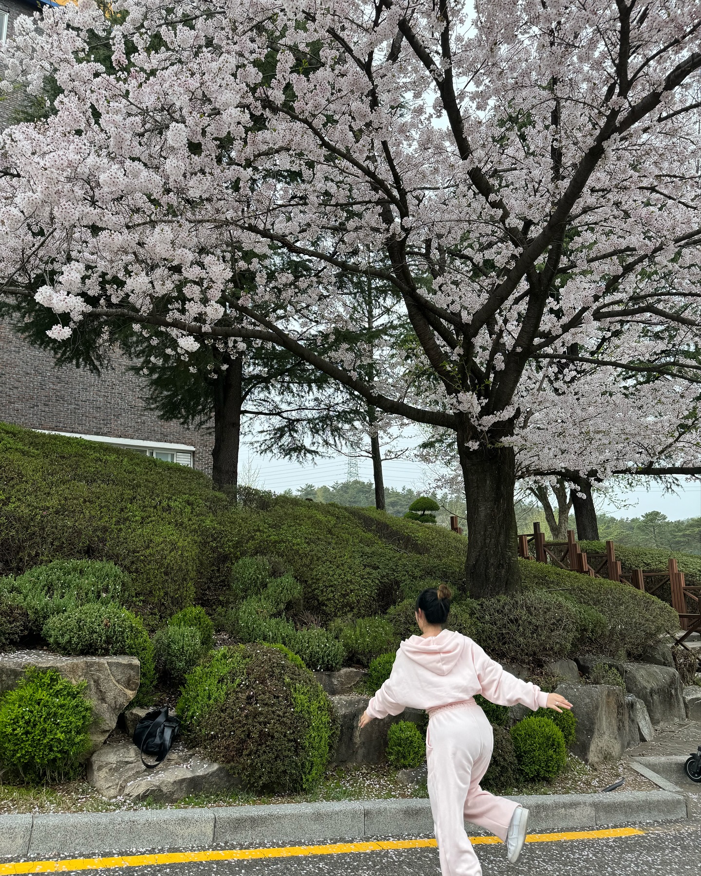 🌸2024.04.08🌸
인간 벚꽃