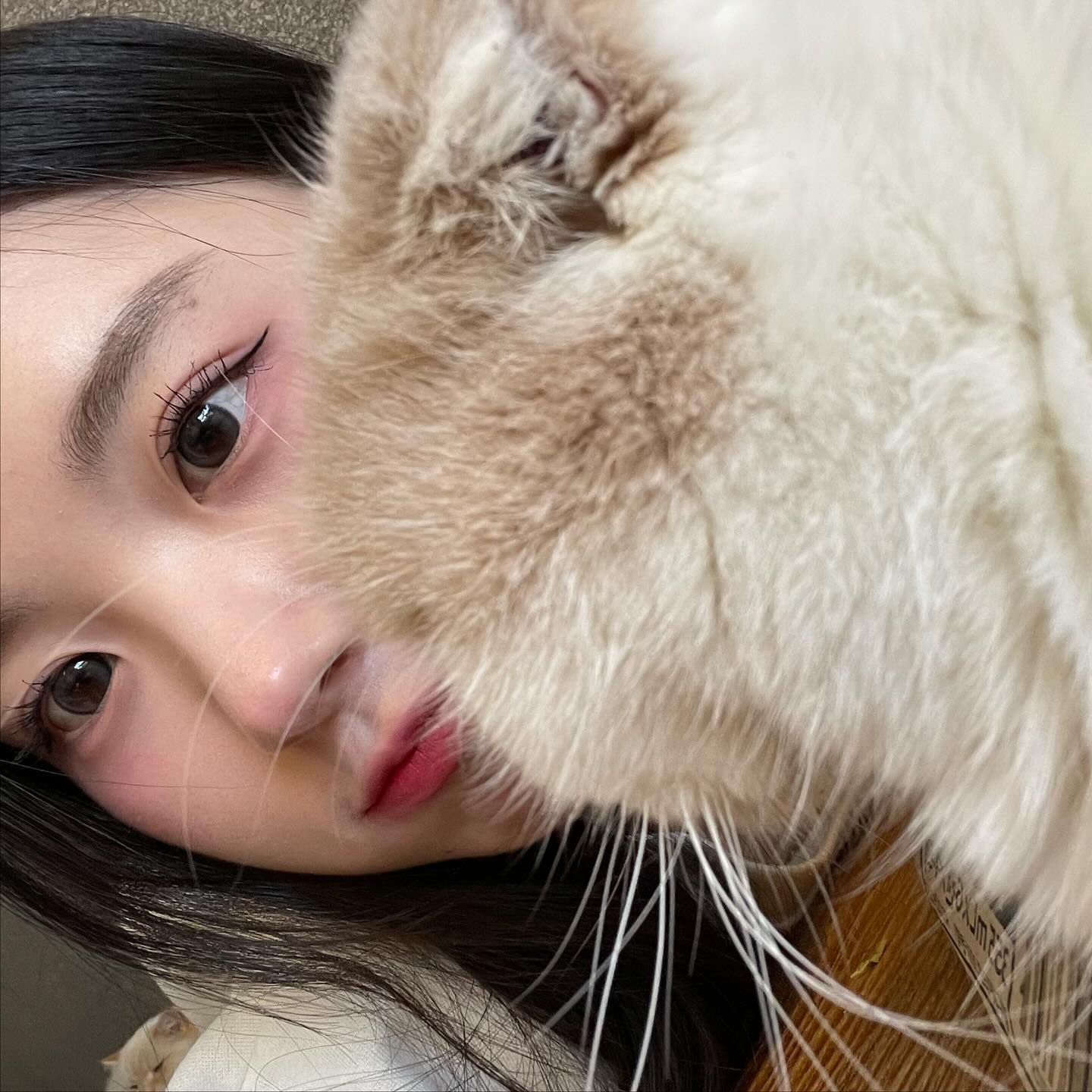 콘텐츠