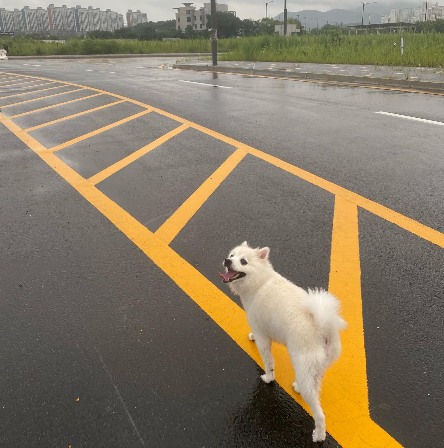 비 맞개멍☔️🐶