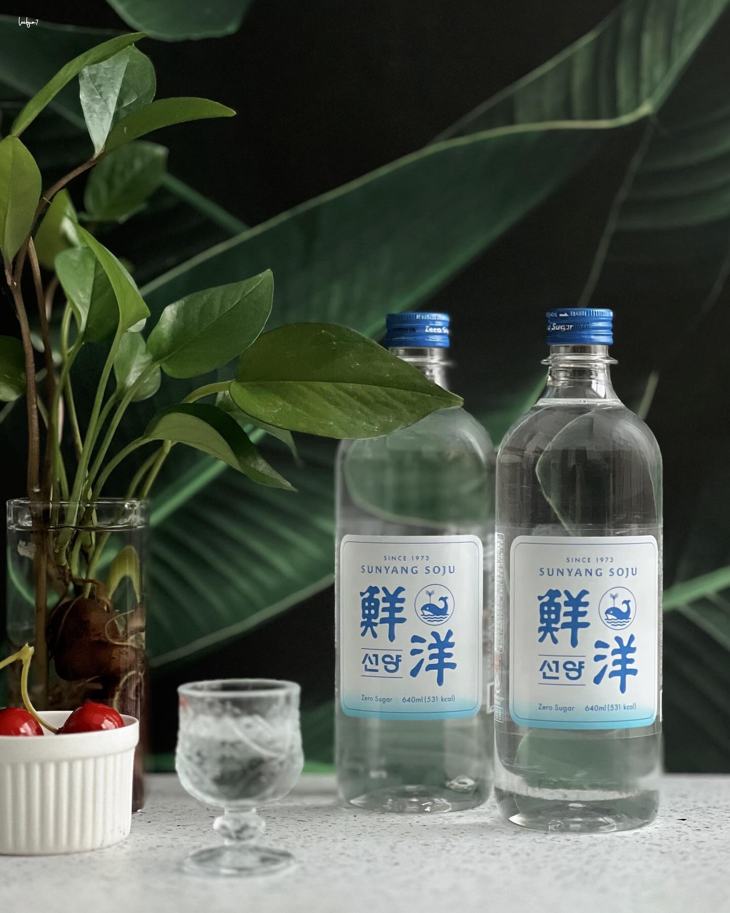 #협찬 #선양소주

건강을 중시하는 헬시플레저 트렌드에 맞춰 국내
최저칼로리를 구현한 제로슈거 소주! 선양소주에요~
고래심볼의 트렌디한 패키지까지 너무 예쁘더라고요😍

2030여성들에게 반응이 좋으며, 예쁜 디자인과 
깔끔한 맛이 주요 특징으로 알코올향이 적더라고요
적당한 단맛에 뒤끝이 없는 깔끔한 소주에요~💜

14.9도로 마실 때 좋은데 다음날 더 좋은 소주로
얼음을 넣어 마시면 더 맛있더라고요! 소주 하이볼로
마시면 라이트하면서 가볍게 마시기 훨 좋아요~
선양소주는 GS25에서 만날 수 있고요~ GS25와 콜라보 
한 선양 640ml PET 제품의 경우, 트랜디한 디자인과 
가성비를 다 잡은 소주로 피크닉갈때 딱 좋아요 🙆

.

#gs25 #편의점 #gs25신상 #편의점소주 #선양 #가성비소주 #소주추천 #술스타그램 #먹스타그램 #캠핑술추천 #파티술추천 sunyang_returns
