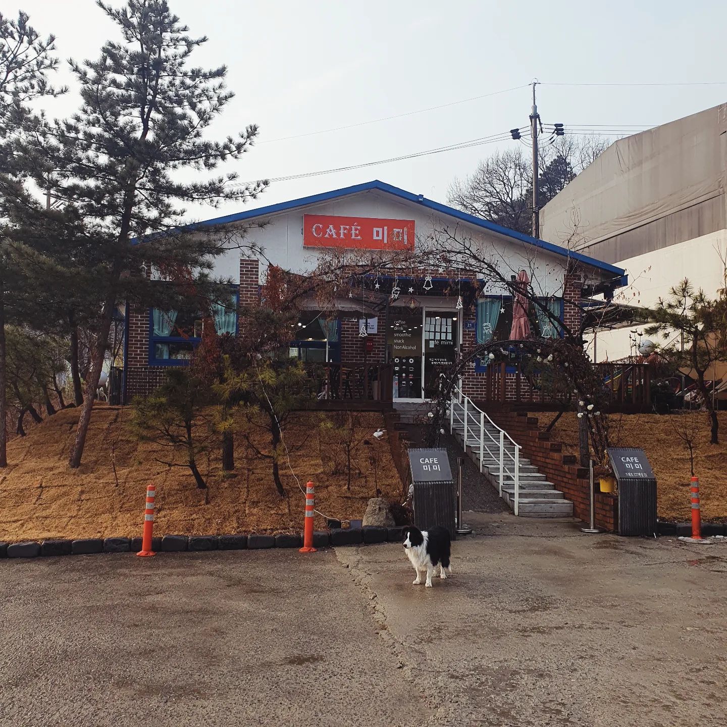 #협찬

오늘 오후 까페
보더콜리 강아지가 있어 더 정겹더라구요😘