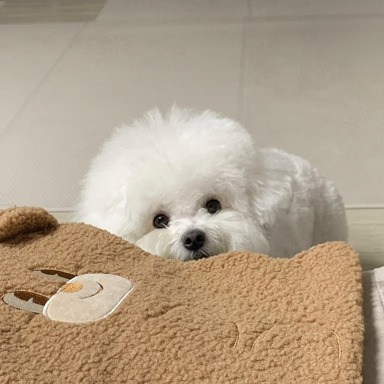 누나야 내 빗질 해줄래?