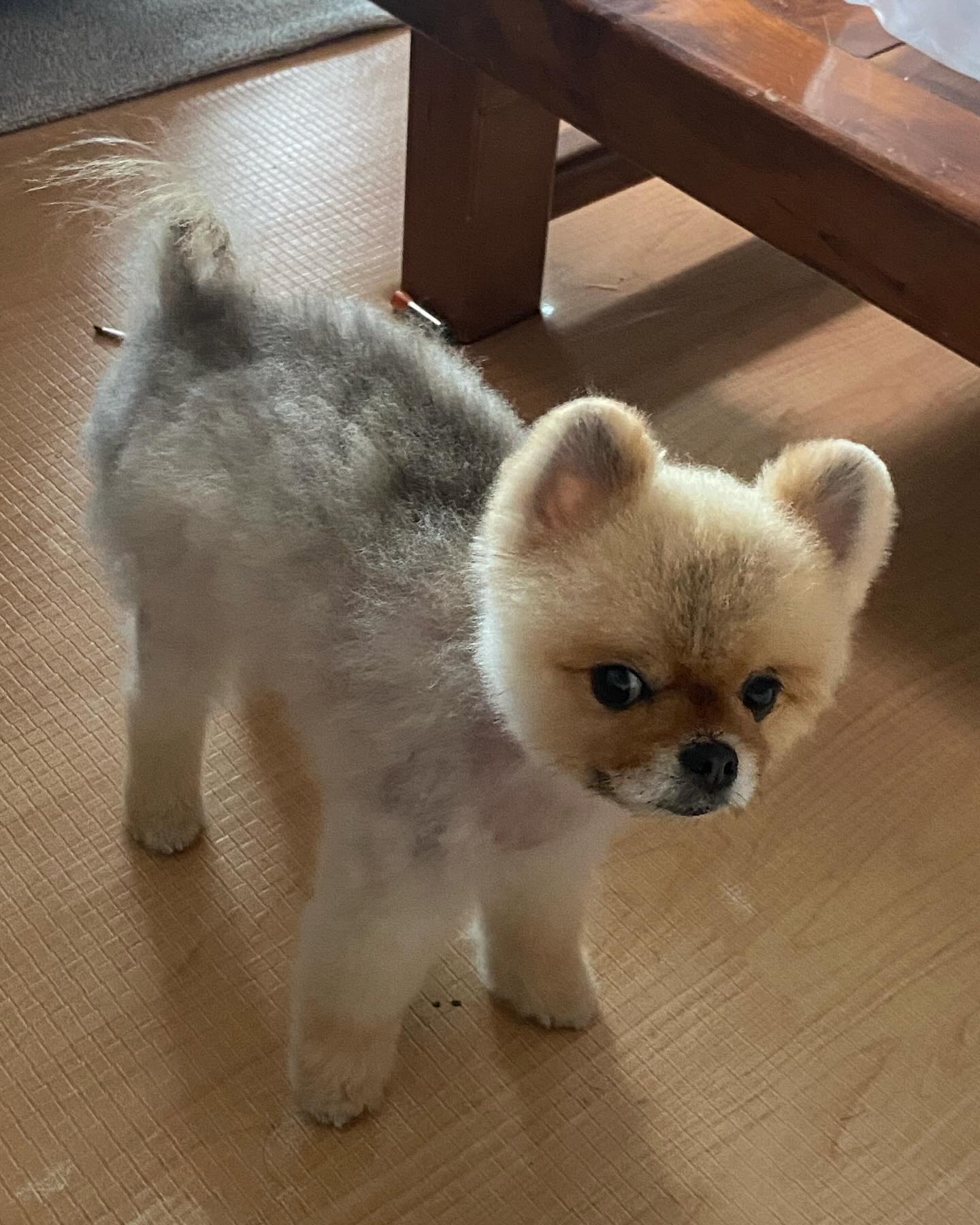 다들 잘 지내시나요? 전 잘 지내고 있습니다^^~
제가 요즘 초심을 잃어서 업로드를 못했네요..^^ 
반성하겠습니다^^~ 
명절 지나고 다들 일 가기 싫겠지만 버티는거야! (걷기 싫다고 표현하는 구찌처럼ㅋ)
다들 즐츄🩵
.
.
.
+볼 일 보러 화장실 가면 구찌씨 맨날 들어와서 쳐다보는데 민망티비;;