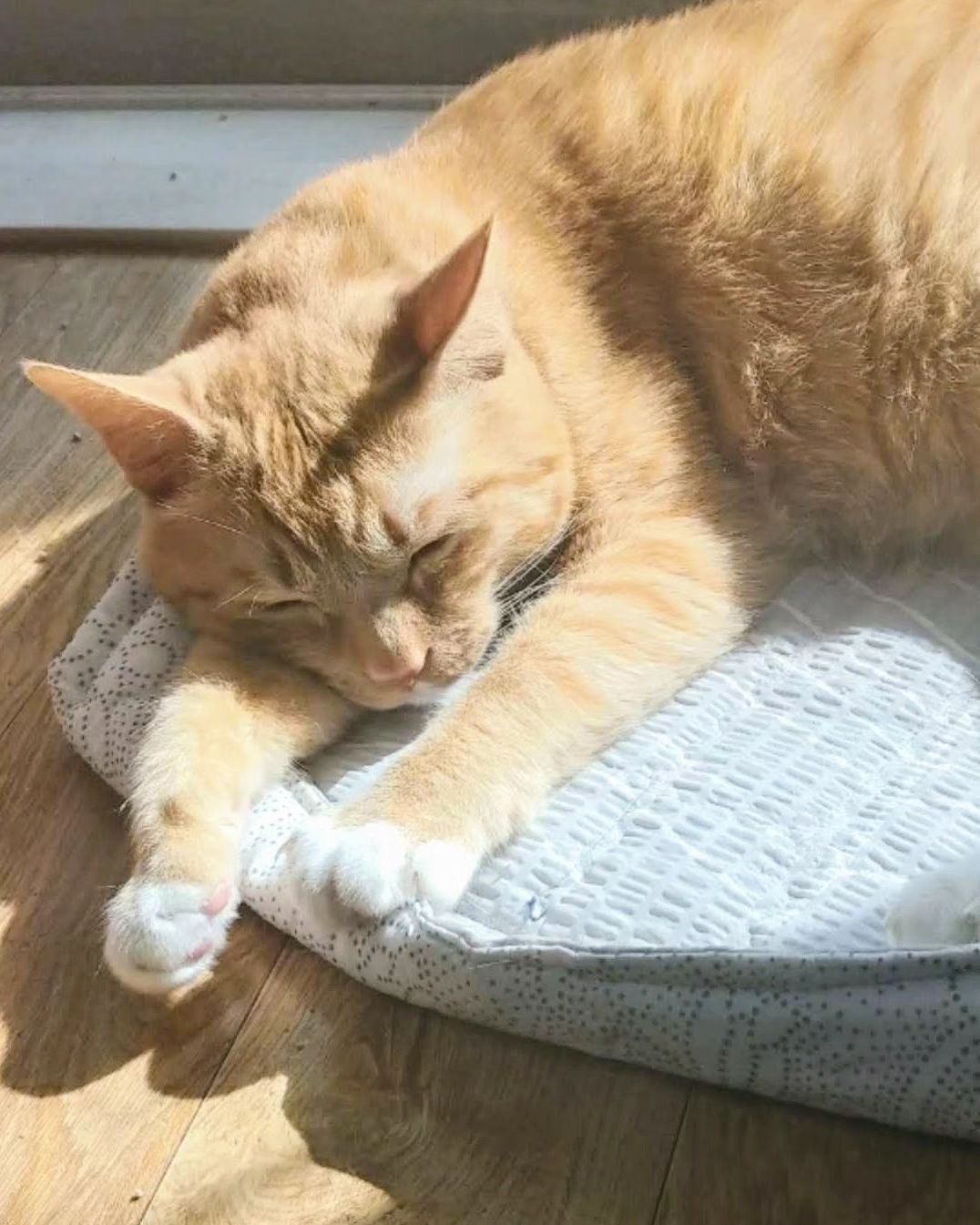#cat 
#cats 
#catsofinstagram 
#catstagram 
#catlover 
#catlife 
#instagram 
#catlovers 
#kitten 
#instacat 
#kitty 
#pet 
#cute 
#meow
#catoftheday 
#pets 
#kittens 
#animals 
#catlove 
#animal 
#cutecat 
#petsofinstagram #kittensofinstagram