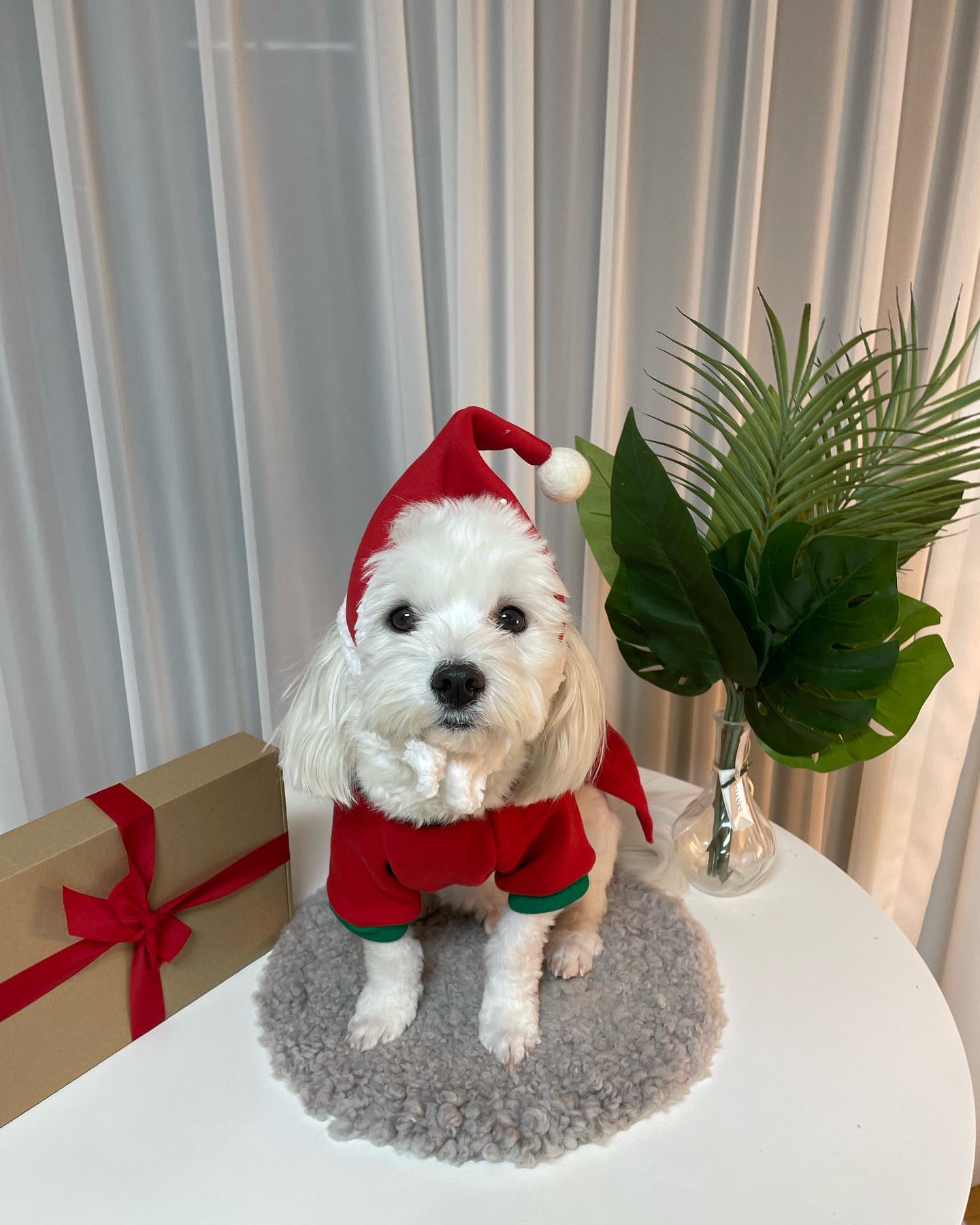 메리 크리쮸마쮸~🎄 이모들 삼촌들 모두모두 기뿜가득한 오늘 되세여~ 햅삐뉴이얼~🎄 #허니와레몬 #메리크리스마스 #기쁜성탄 #성탄절 #강아지 #고양이 #댕댕이 #댕스타그램 #멍스타그램 #댕팔 #멍팔