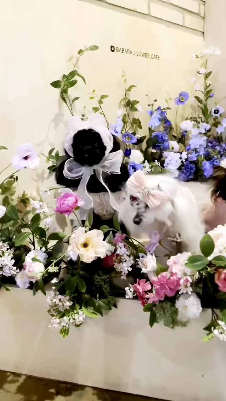 뽀야 다다 하쿠 탄🐶 일산 뿌시고 왔개o(*ﾟ∇ﾟ)ﾉ

탄이가🩷 갑자기 라이브 켜서 깜짝놀랐쥐?!!✧ฺ･｡(✪▽✪*)･｡✧

팅구들이랑 너무 이쁜 카페 논너와서✌️ 좋은곳 소개시켜주고 싶어서 라방💓 툴어바쬬٩(◕‿◕｡)۶

요긴 일산에 있는🫶 애견동반카페인데(˶◕ ‿◕˶✿)

와인도🍷 팔고 꽃도 팔고🌸 브런치도 파는 곳이얌ʚ(•”̮•)ɞ

오늘의 드레스 코드는 핑크🩷

글구 무쟈게 이쁜 꽃밭🌺 포토존이 있어서 인생샷 꼭 찍구👍 와야뎅다고ପ(๑•̀ᴗ•̀)*

babara_flower_cafe
black_bboya
go_haku_go
dada_0717

#바바라플라워카페 #바바라카페 #일산애견동반 #일산애견동반카페 #정발산애견동반카페 #웨돔카페 #플라워카페