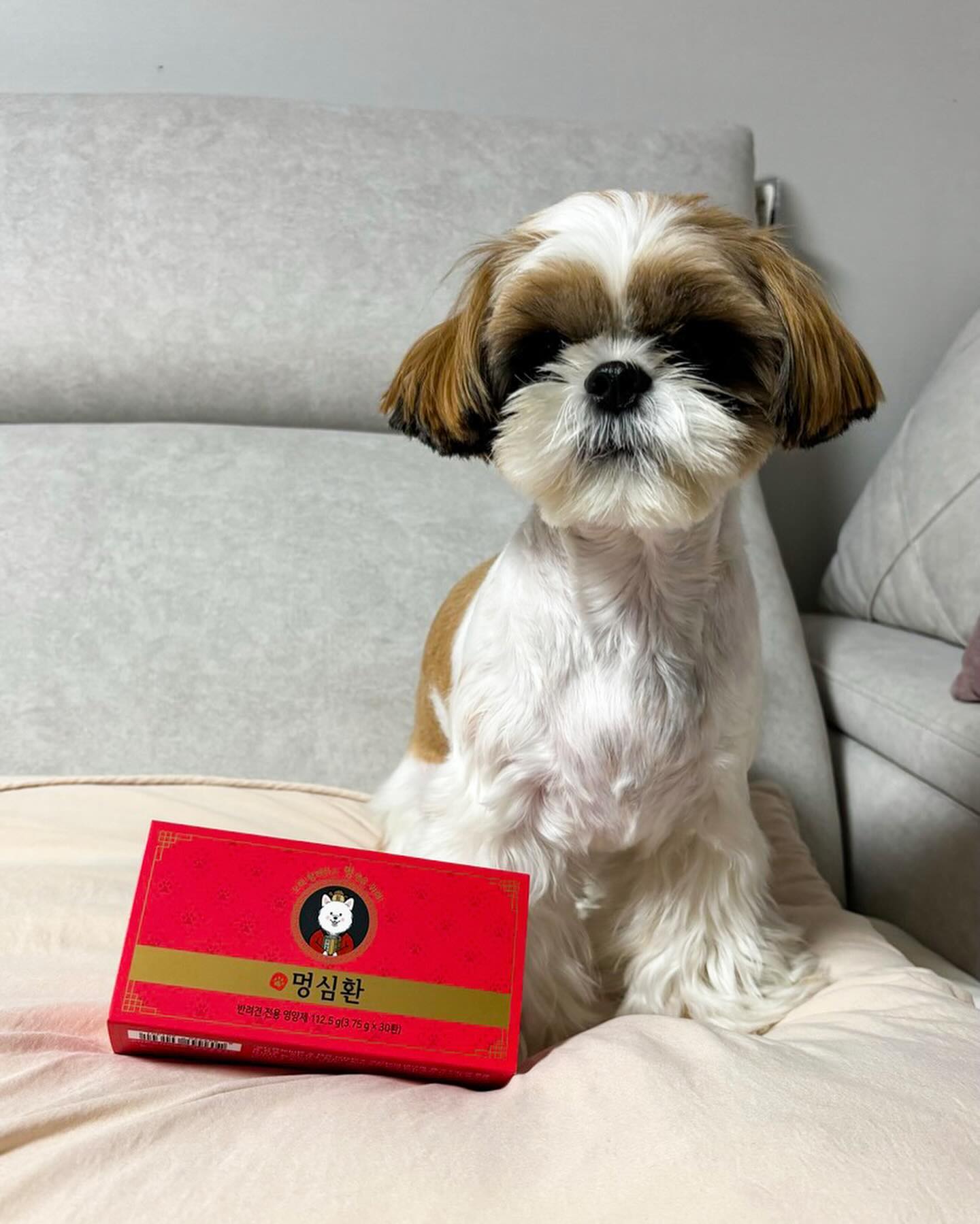 하루 한 알로 호영이의 일상면역력을 책임지는 멍심환🐶

잔병치레 없이 건강한 컨디션을 유지하기위해 매일 급여하고 있는데요.

멍심환은 동충하초추출물로 만들어져 반려동물의 염증개선에 도움을 준다고 해요. 또한 면역력을 높여주는 홍삼분말, 유산균혼합분말, 멀티비타민 분말, 효모추출물을 함유하고 있답니다!😀

영양성분만을 고려한게 아니라 기호성도 고려하여 강아지들이 좋아하는 닭가슴살분말과 분어분말, 사양벌꿀이 들어있습니다.

덕분에 구리구리한 냄새가 나서 호영이가 매우 좋아한답니다🫶🙂색상도 똥을 닮아 귀여워요.

하나씩 일매포장 되어 있어 위생적으로 급여가능하고 휴대성도 높아 여행 갈 때에도 쉽게 챙겨갈 수 있어요.

멍심환은 적당한 물성을 유지하고 있어 호영이는 가지고 놀면서 먹기도하고 가끔은 전자렌지에 15초 정도 돌려 말랑한 형태로 먹기도 합니다. 

기호성 하나는 끝내주는 멍심환! 입맛도 사로잡고 면역력도 챙길 수 있는 반려견 영양제로 최고입니다👍🥰

#강아지영양제#반려동물#멍심환#강아지면역영양제#협찬#리뷰노트