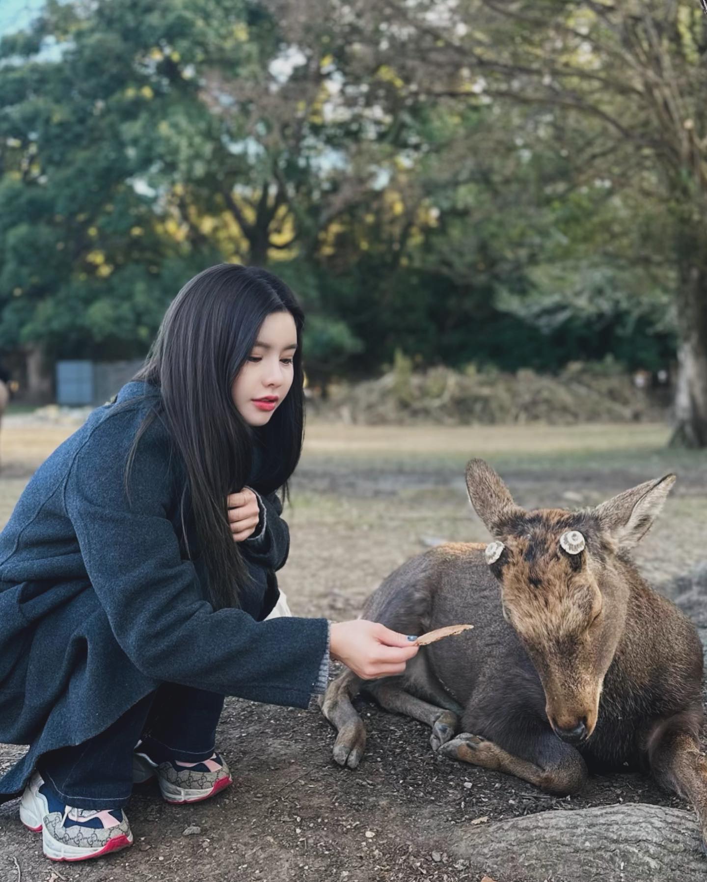 귀여운 사슴들이 잔뜩 있는 교토, 나라공원 ! 🦌
나라의 사슴으로 일본 국가 천연기념물로 지정되어있다.

나라 공원 사슴들은 야생동물이지만 사람들과 잘어울러지고 생각보다 공격적이지 않았다고 착각하다가 들이받혔다 ..🫎( 중간에 사진있음 )
공원에 있는 사슴들 먹이는 따로 파니 그걸 주시오.
근데 애들 너무 많이먹어서 쳐다도안봄...나 좀봐조.. 🥹

어떻게 보면 좀 안쓰럽기도 한게 아무 음식이나 다 주워먹는게 위험해보였다 . 쓰레기 아무렇게 버리고 간거 주워먹기도 하고 아파보이는애들도 많았음 🥲 쓰레기 버리고 가지마세오... 특히 쭝궈들 진짜 심함.

사슴뿐만아니라 교토의 자연관경을 즐길수있었다..마치 호주에 온늬낌.
겨울보다는 봄가을에 오면 좋을듯 💚 (사슴 똥 조심) 

좋았다... 😌

.
.
.
#나라파크 #나라공원 #일본가볼만한곳 #일본여행 #일본여행코스 #오사카여행 #교토여행 #narapark #japanpark #japandeerpark #교토정원 #교토카페 #오사카카페 #奈良 #奈良カフェ #japannara #japantrip #kyototrip #kyototravel #kyoto #kyōto #travelblogger #travelblogger #likesforlike #koen #narakoen