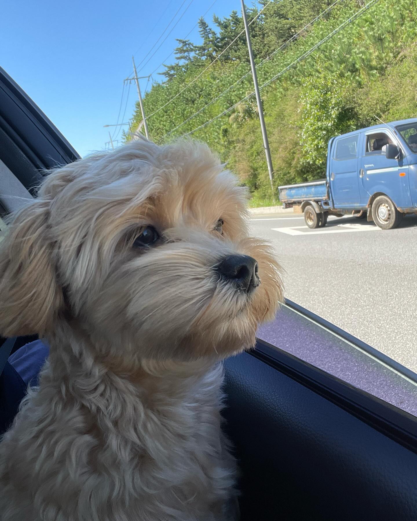 아련한 몽몽이 🐶🐾

#말티푸 #말티푸보리 #창밖보기