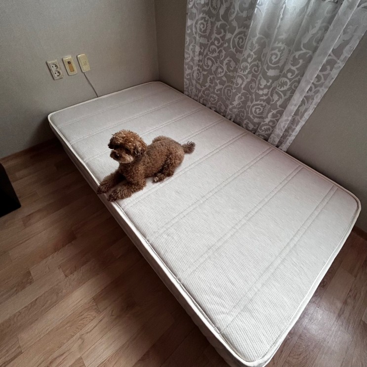 허리가 너무 아파 찾게 된 허리에좋은매트리스