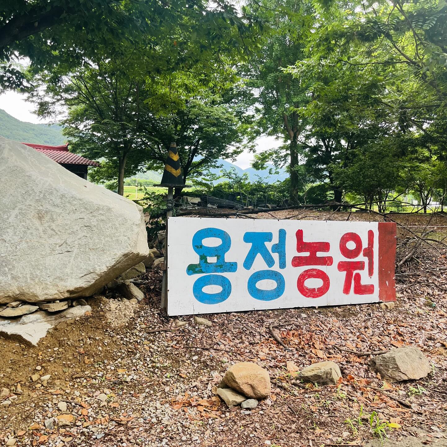 #용정농원
.
.
2024 올해 첫 물놀이 스타트는 용정농원에서😉
창녕에 이런 곳이 있었다니!!!!!!
저 어디가서 창녕 살았었다구 말 안할게여🙄
지하수라서 깔끔하지만 물이 좀 차갑더라구요! 
그치만!!!! 제가 이른 물놀이를 시작했으니🥹
그래두 우리 원재 완전 잘 놀구 왔어요🫶🏻
물높이도 딱 아이들을 위한 높이랄까요👍🏻
지금 용정농원에서는 그림대회도 열리구 있어요!
원재도 당연 참여하구 왔슴댜🤣
다들 평상 빌려 물놀이하러 용정농원 오때요?
.
.
#창녕물놀이 #대구근교 #물놀이 #당일치기 #이벤트당첨