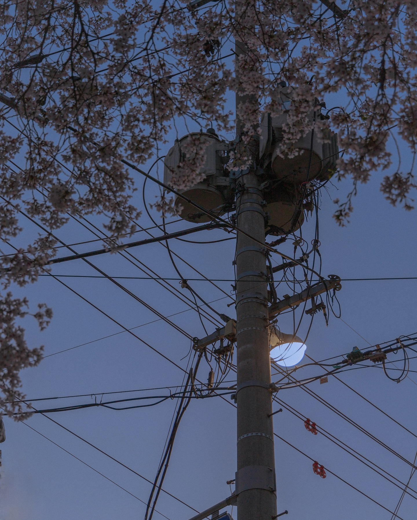 ⋆ ₊ ﾟ ☽ * ₊ ⋆